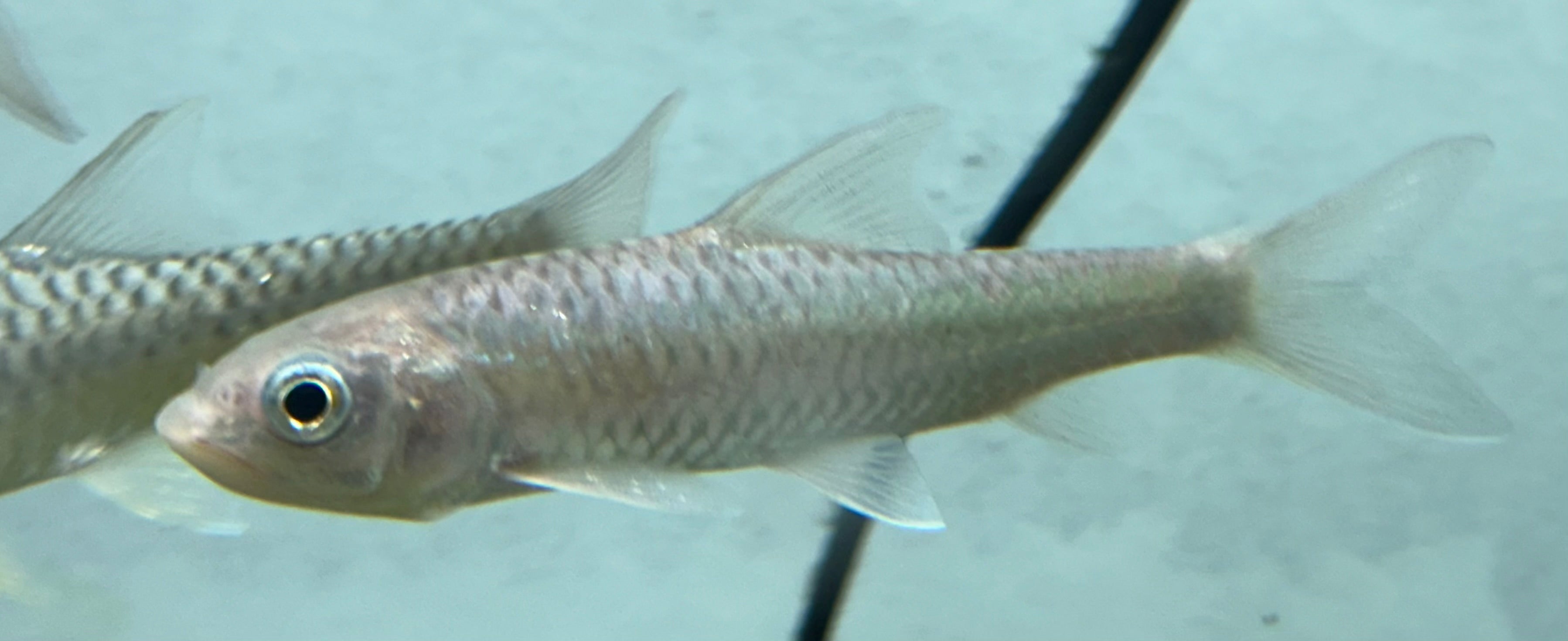 Copper Mahseer (5-6”)