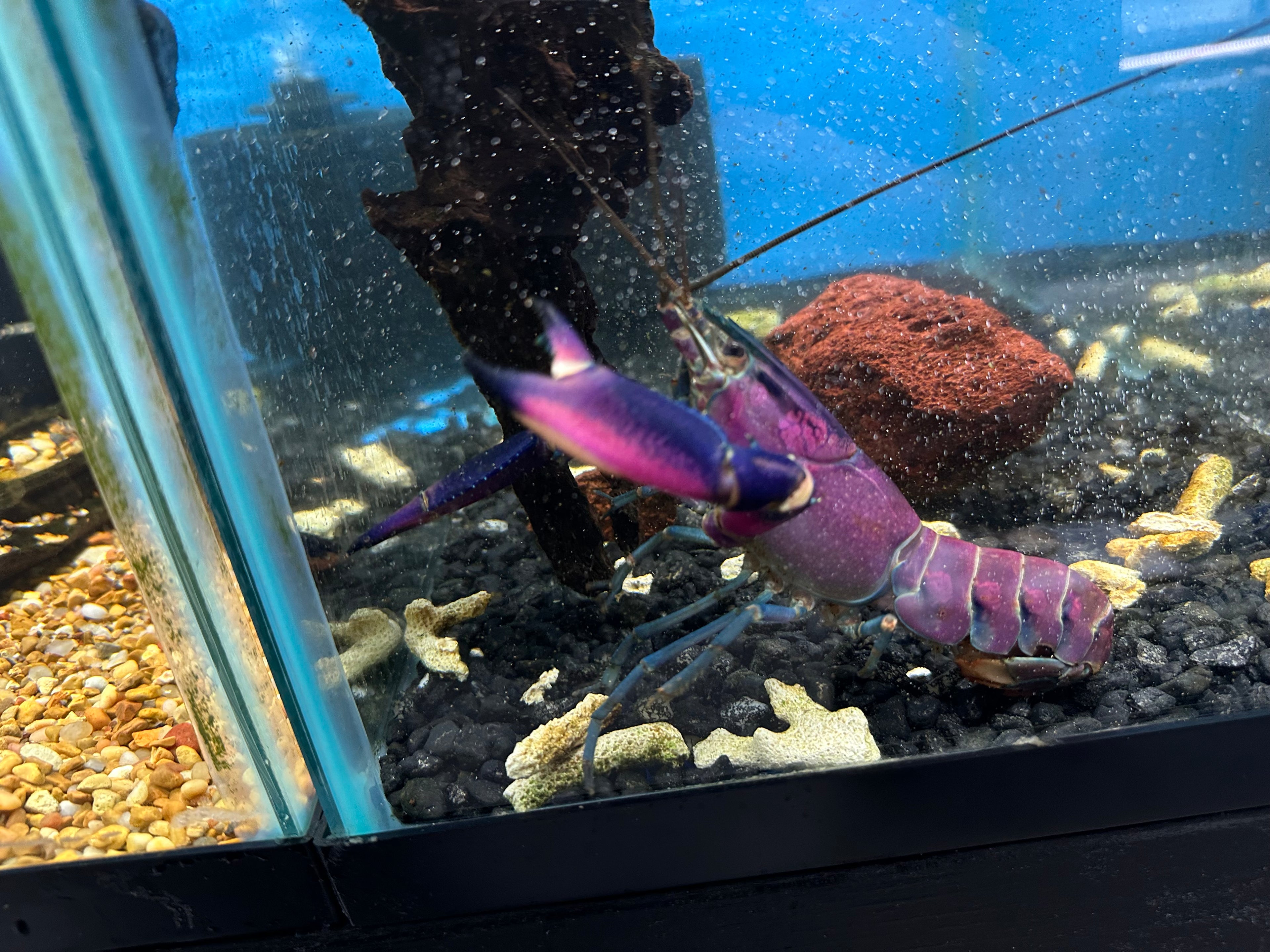 Purple Papuan Crayfish (6”)