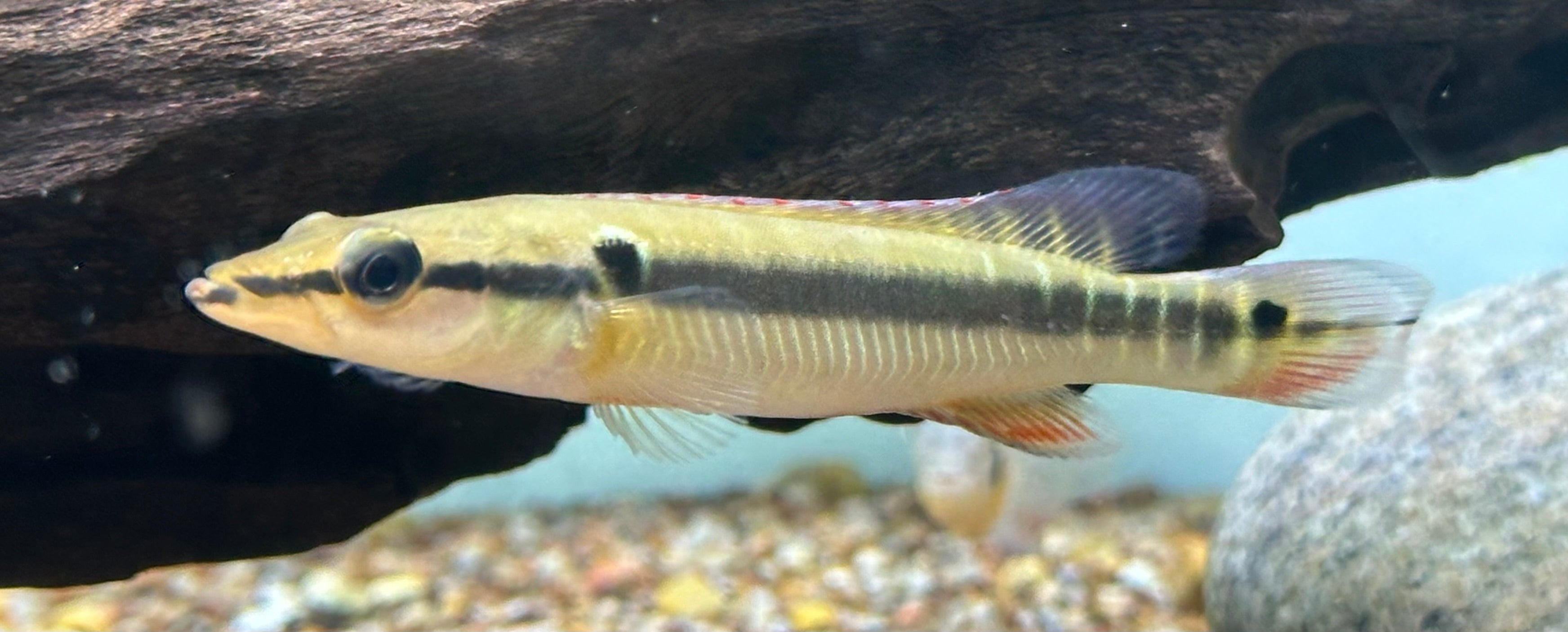 Zebrina Pike Cichlid (3.5”)