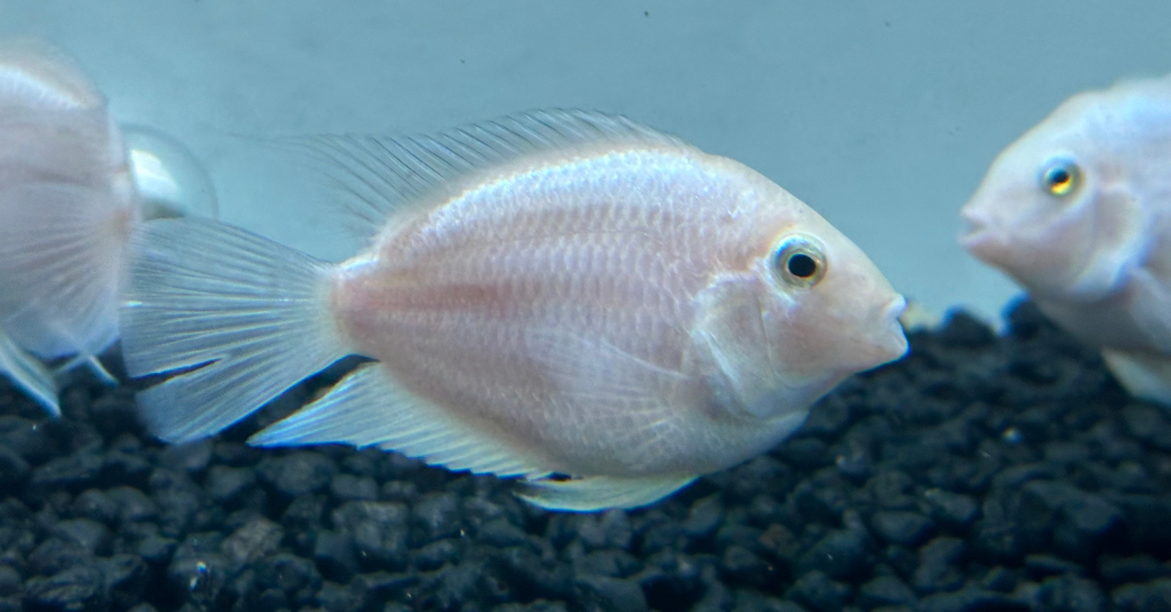 Large Platinum Polar Parrot (2.5-3”)