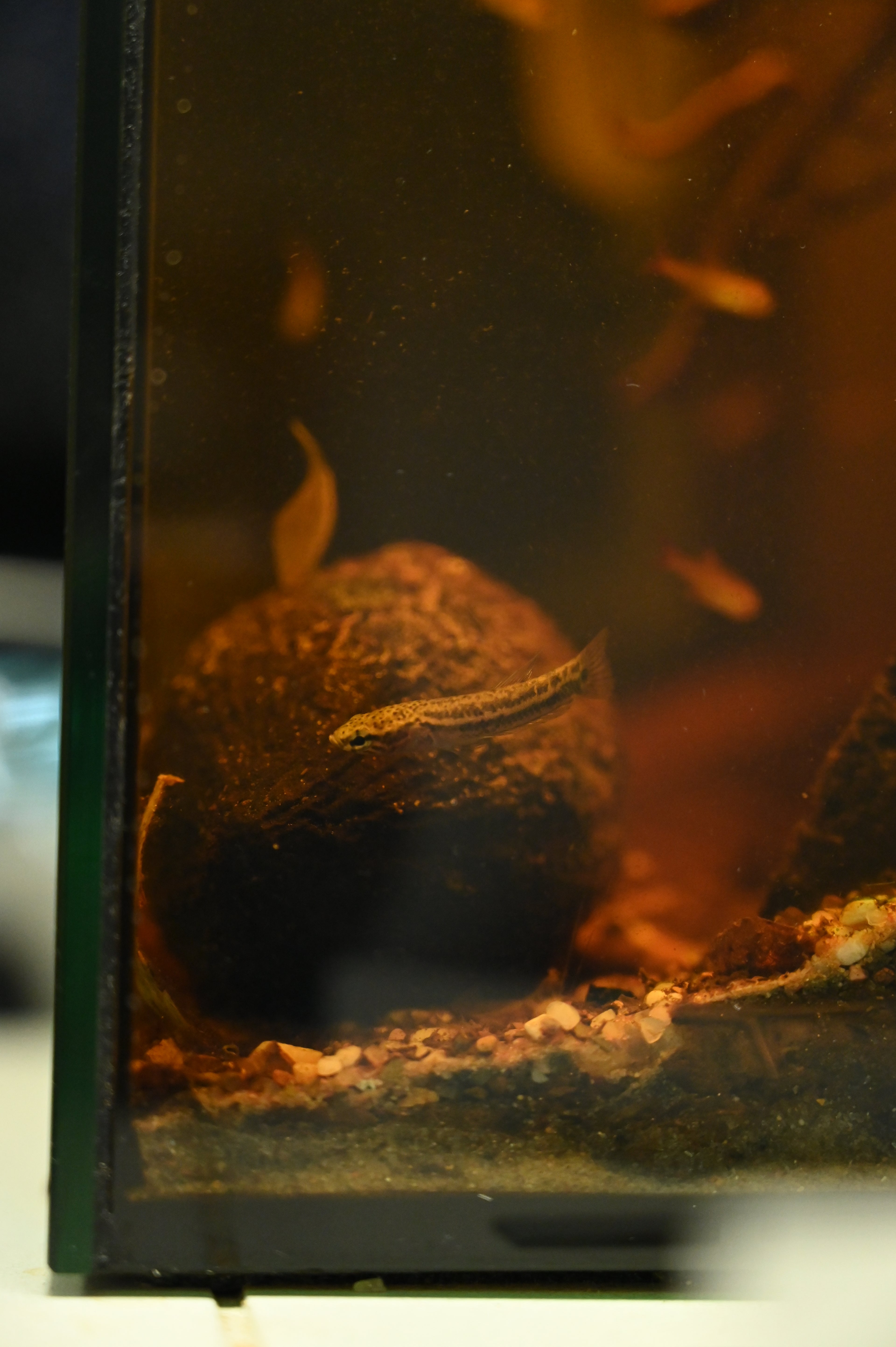 Betta Albimarginata Pair (1.75-2”)