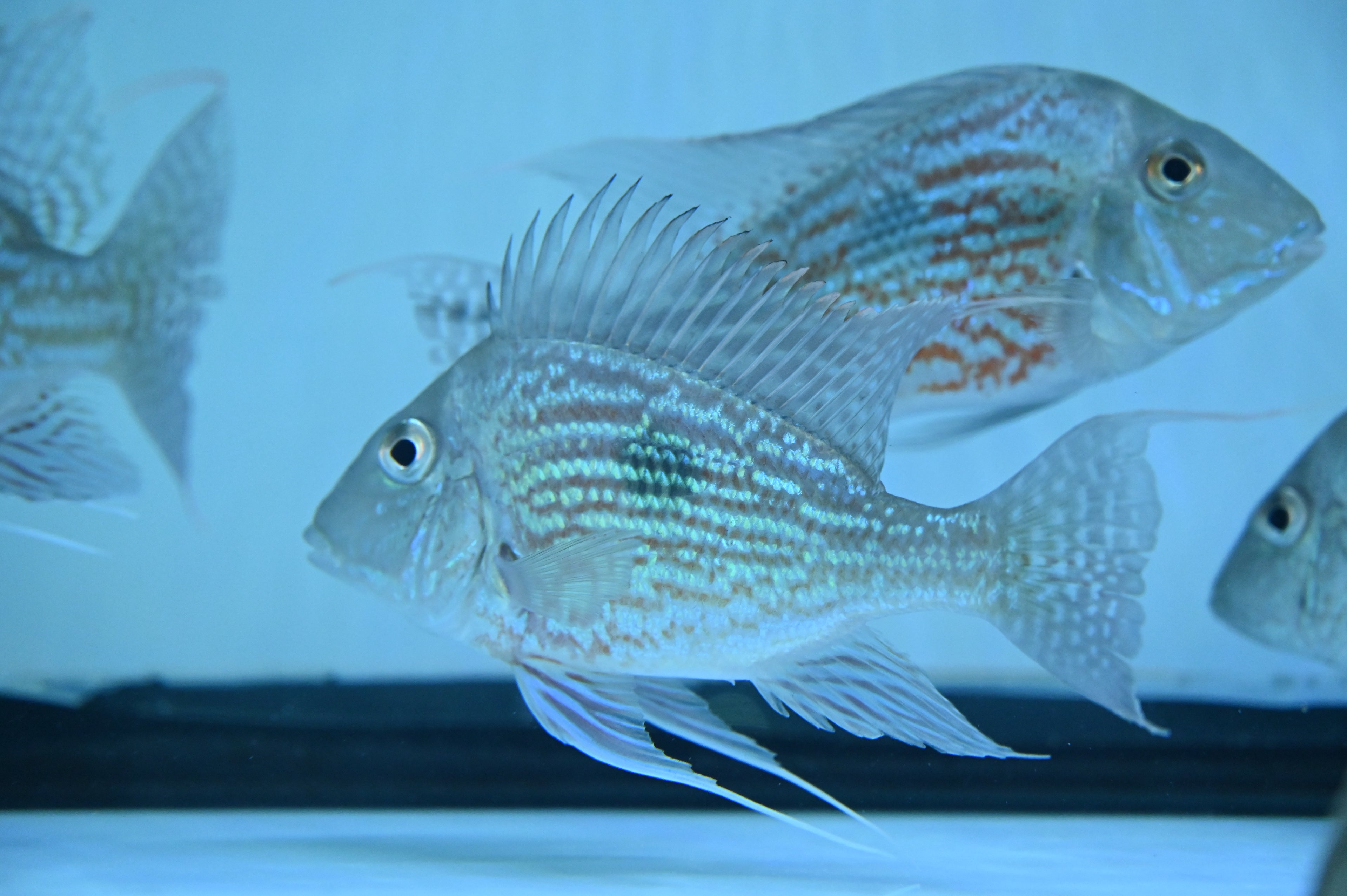 Large Sveni Geophagus (6-6.5”)