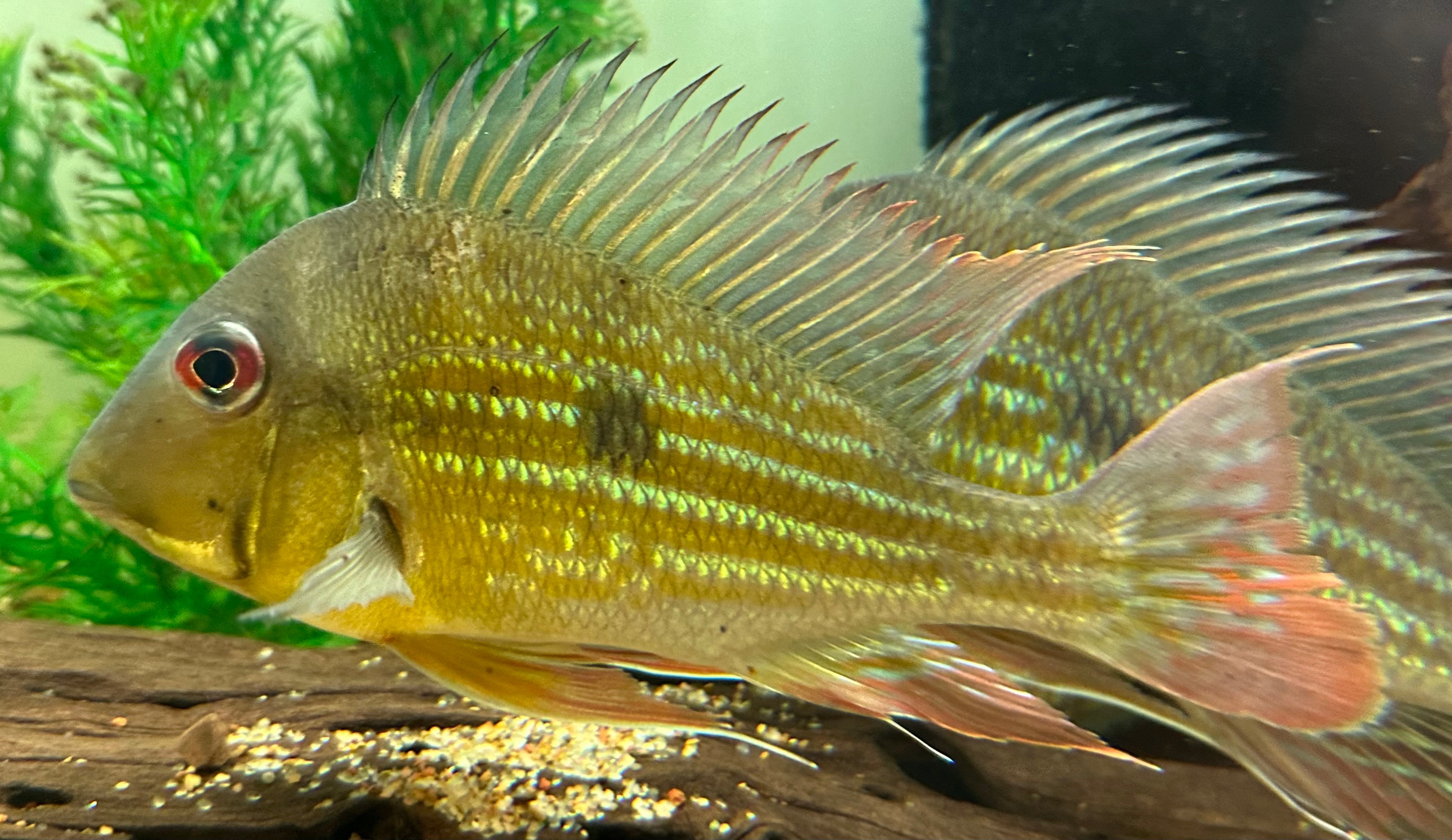 XL Geophagus Winemilleri Cichlid (7”)