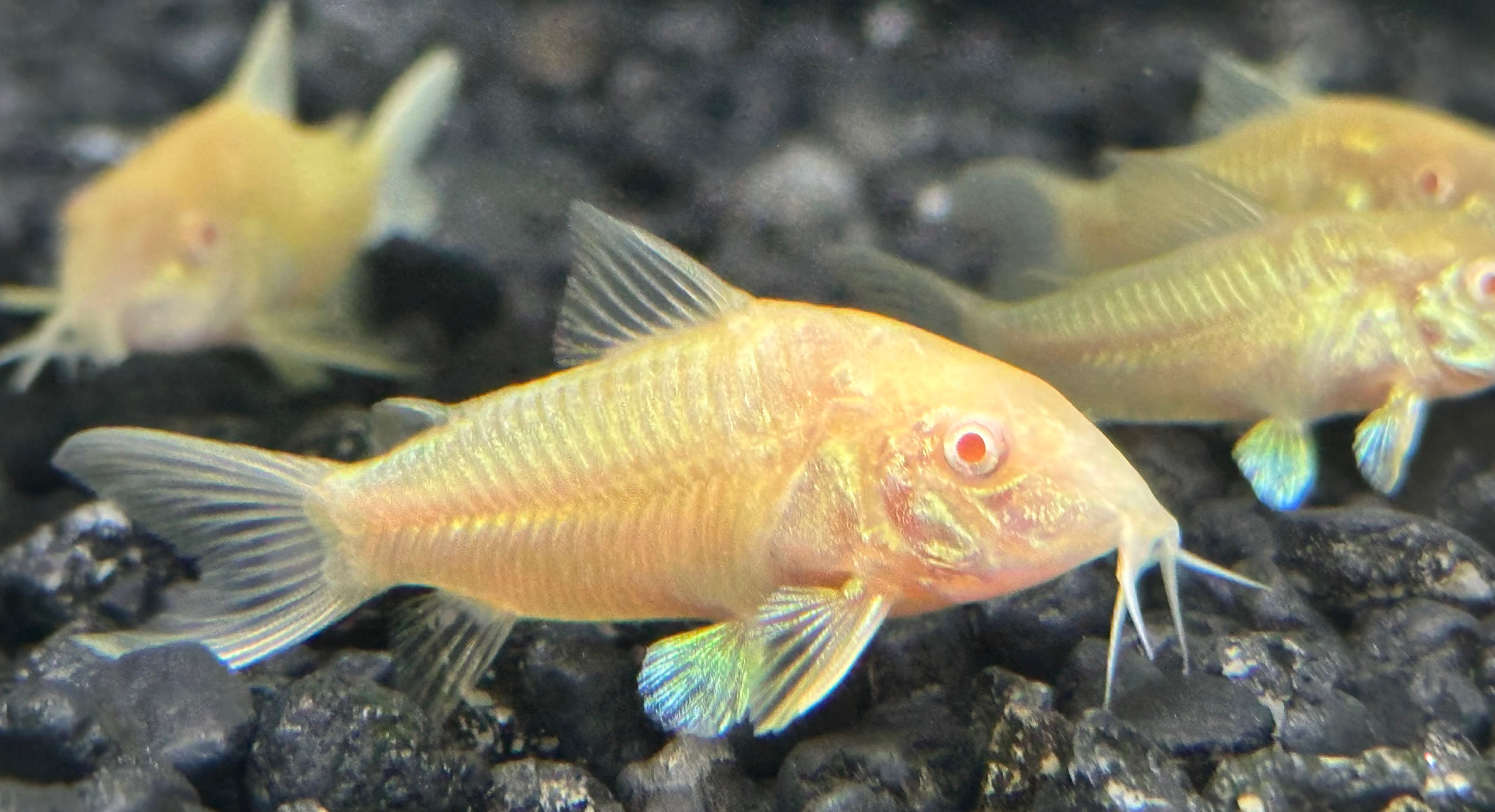 Albino Cory (1.25-1.5”)