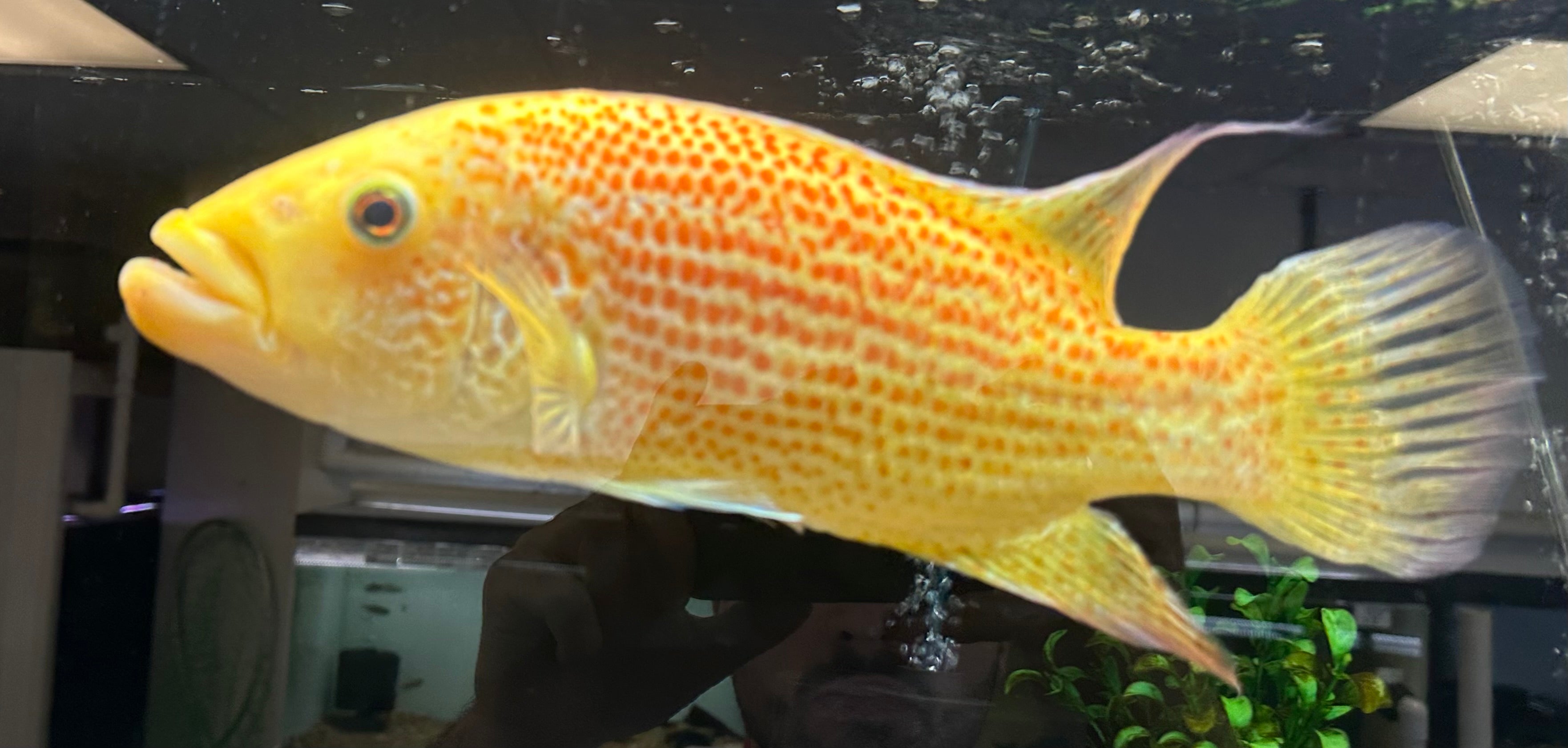 XL Red Dovii Cichlid (13-14”)