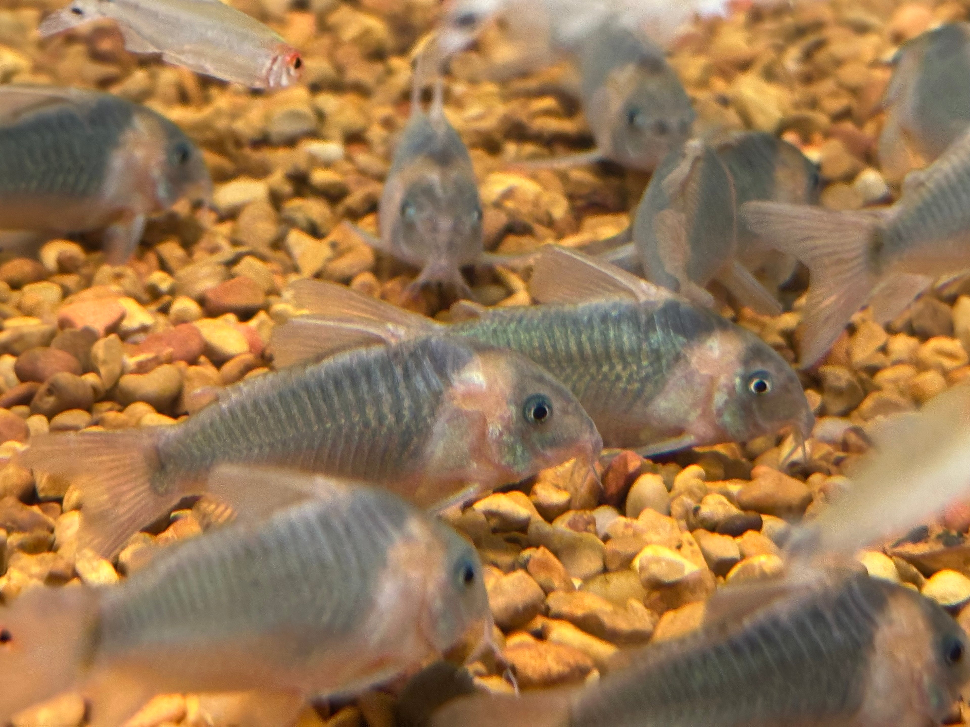 Eques Cory (1.75-2”)