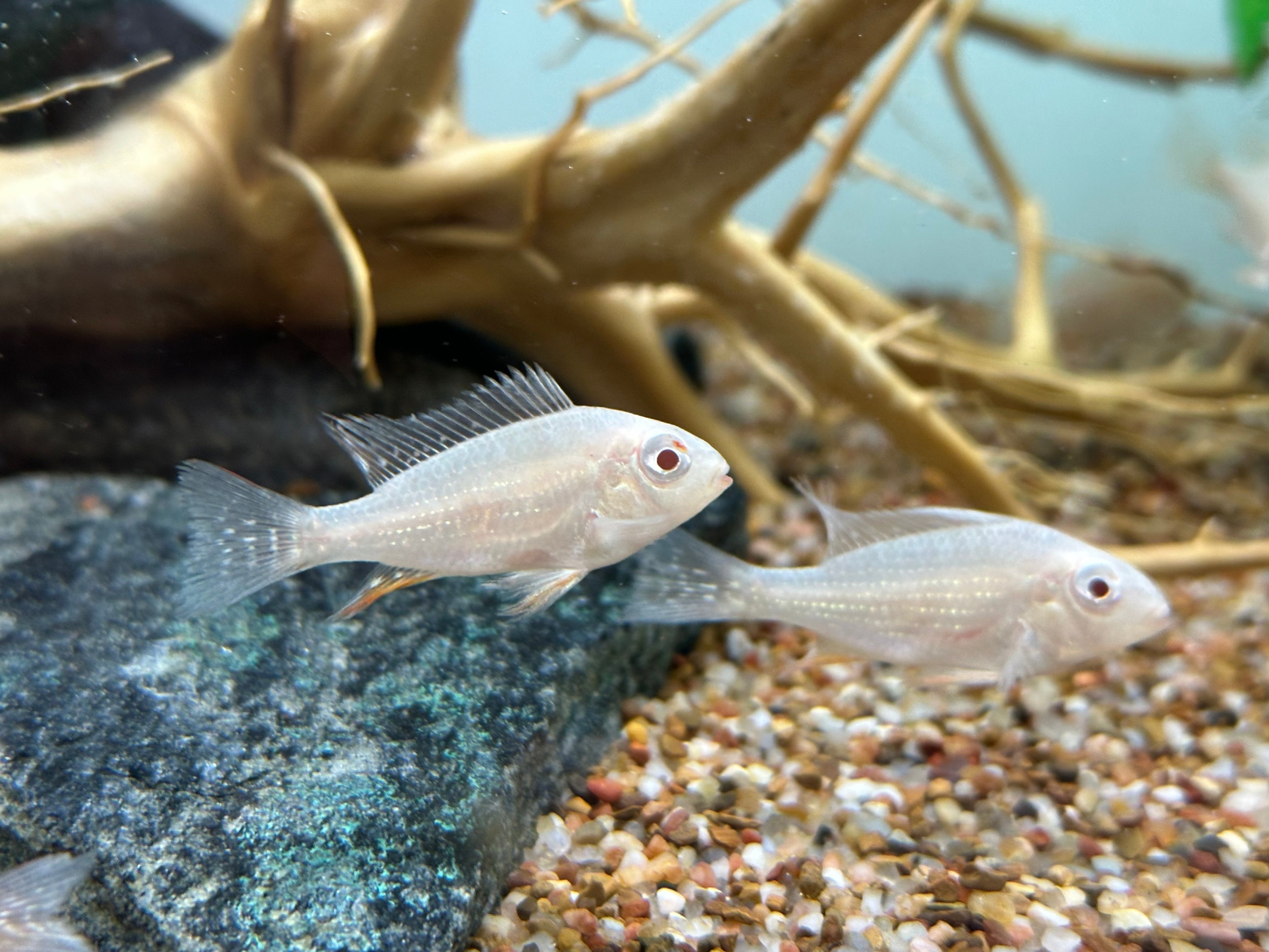 Albino Heckelii Geophagus Cichlid (1.5-2”)