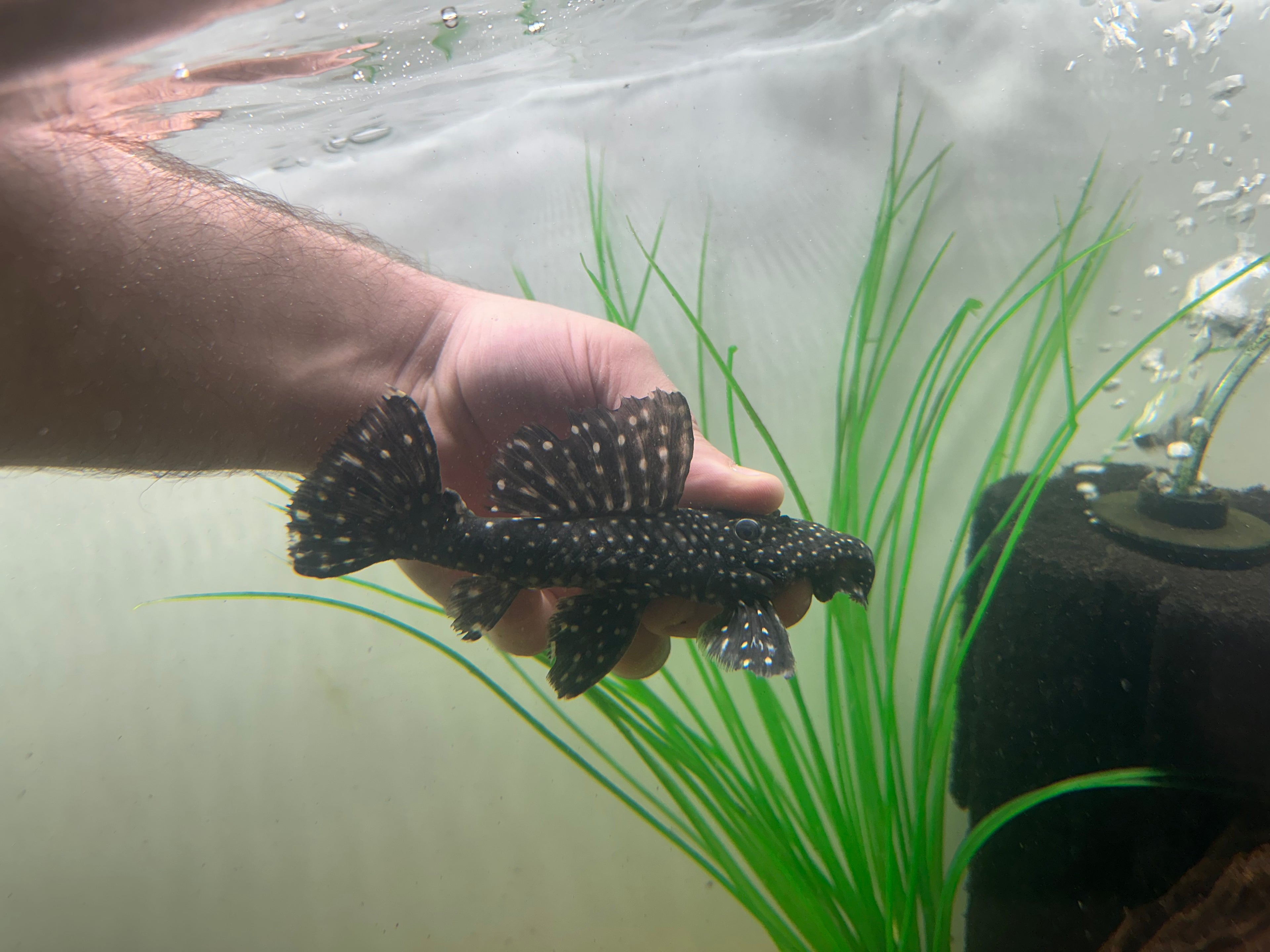 L240 Vampire Pleco (5-6”)