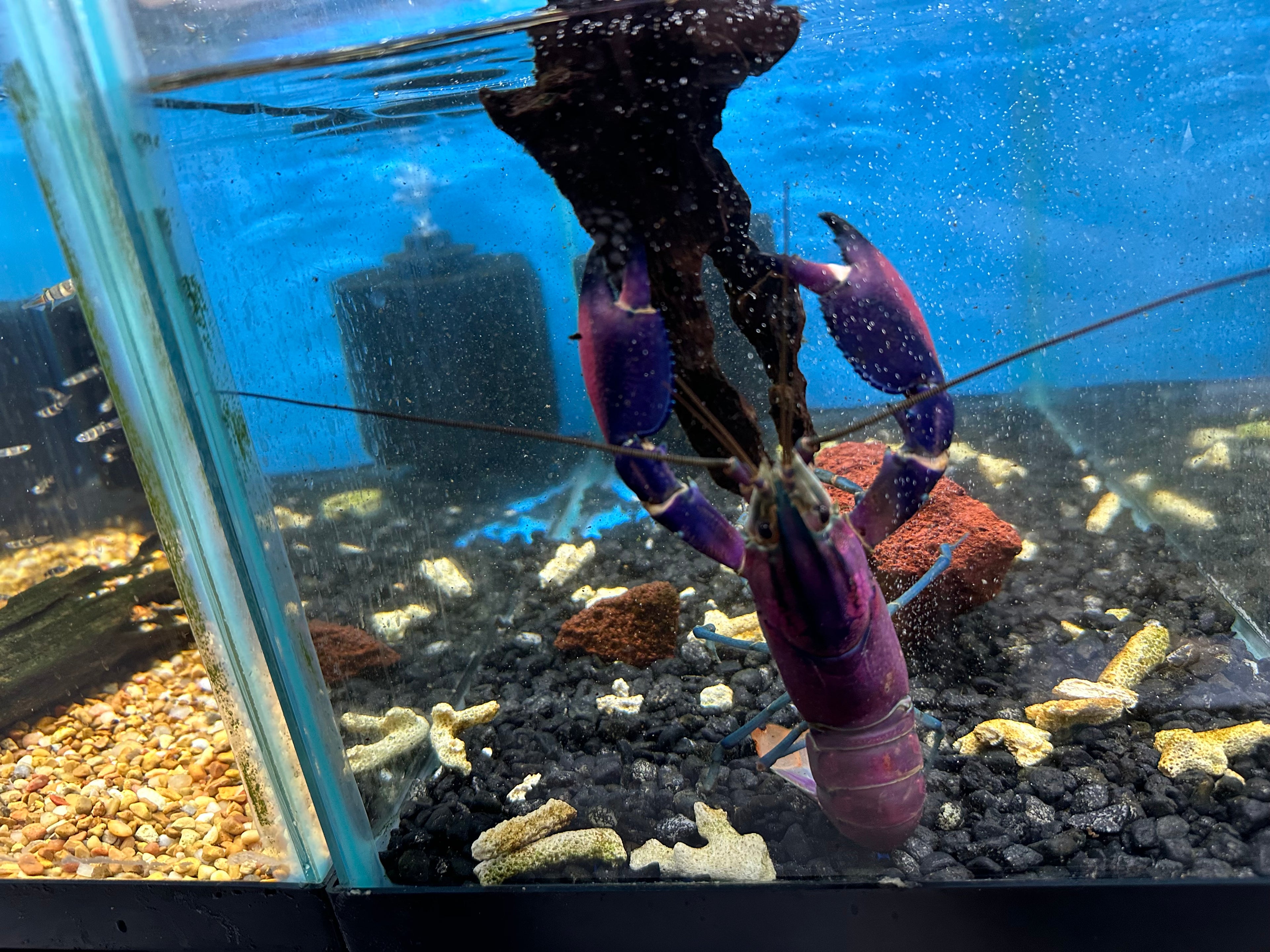 Purple Papuan Crayfish (6”)