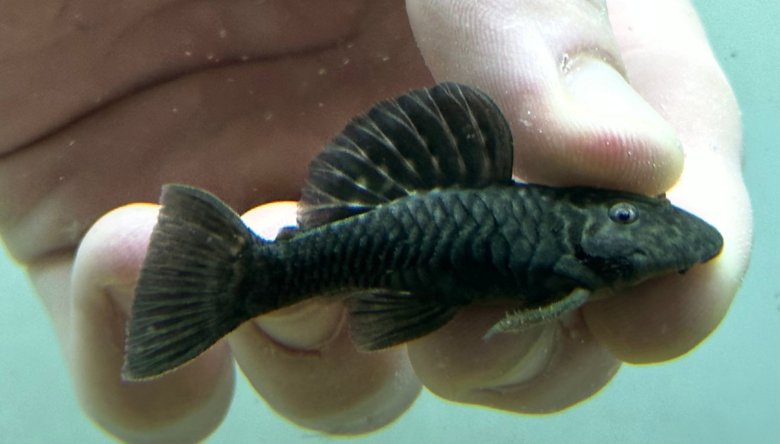 L056 Chubby Pleco (3”)