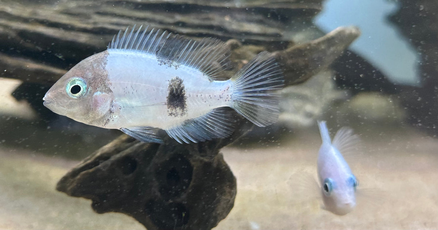 Mármol Fenestratus Vieja (1,5”)