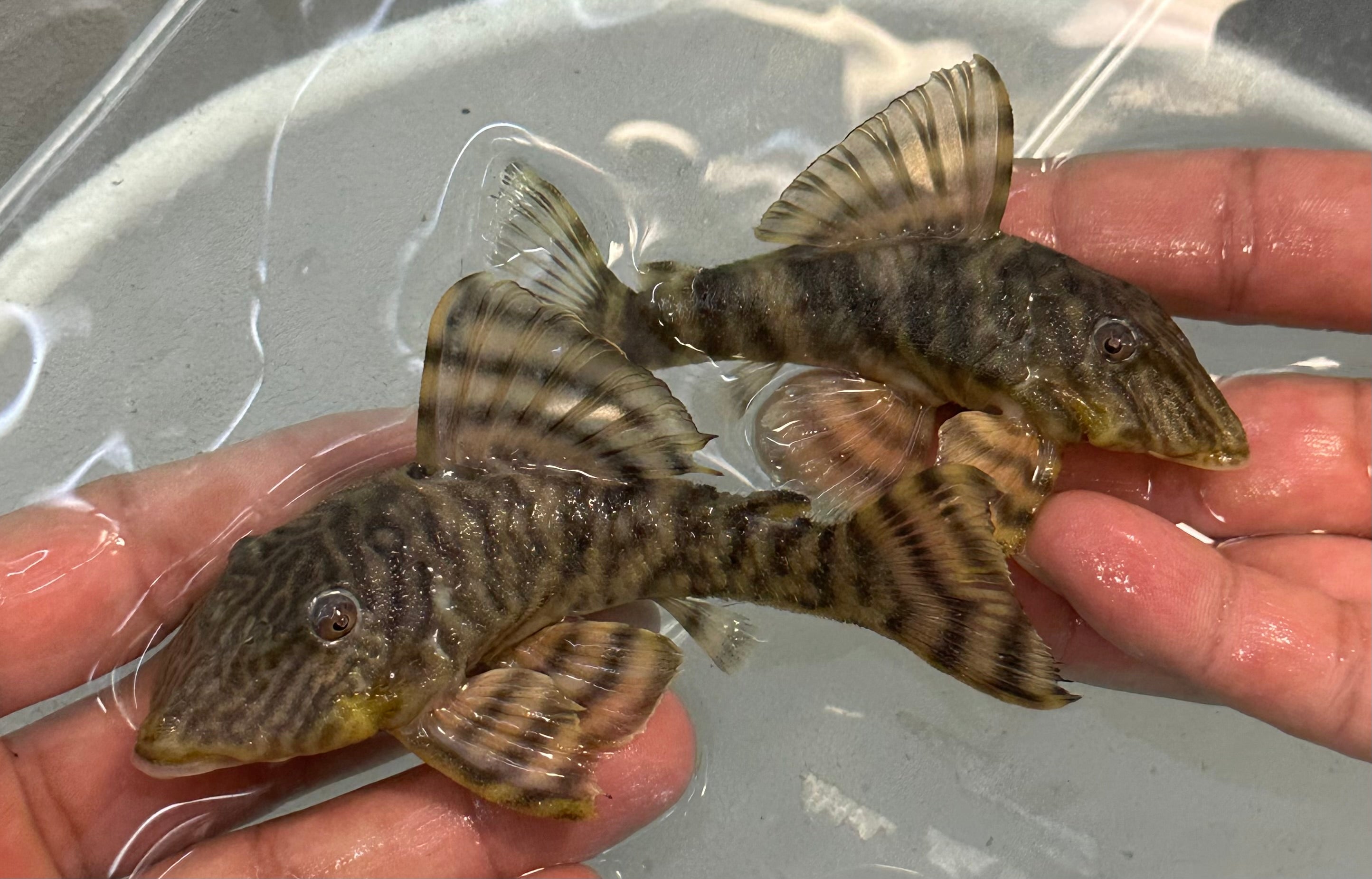 XL L002 Tiger Peckolita Pleco (3.5”+)