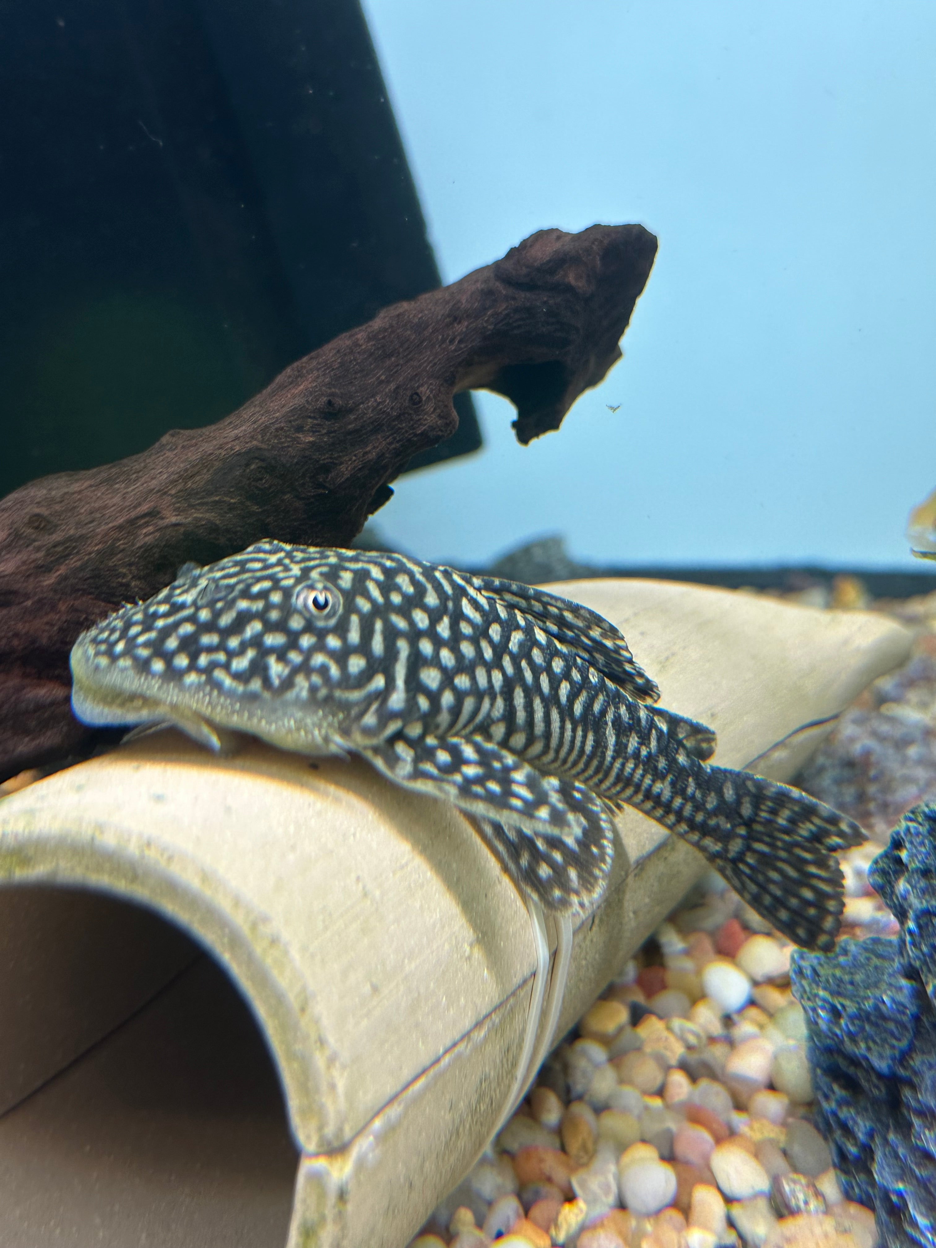 XL Slate Pleco (4.5-5”)