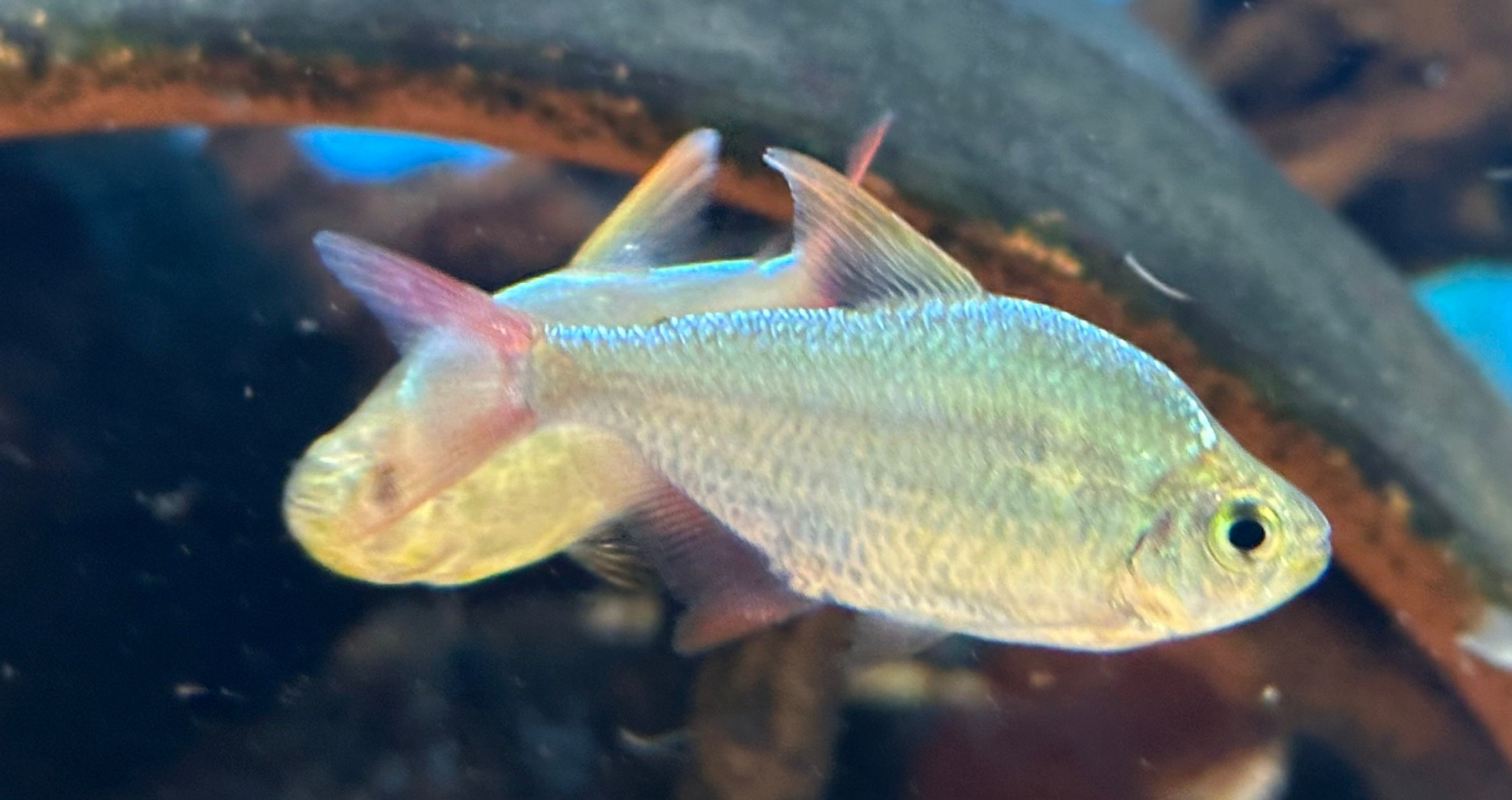 Red/Blue Colombian Tetra (1.25-1.5”)