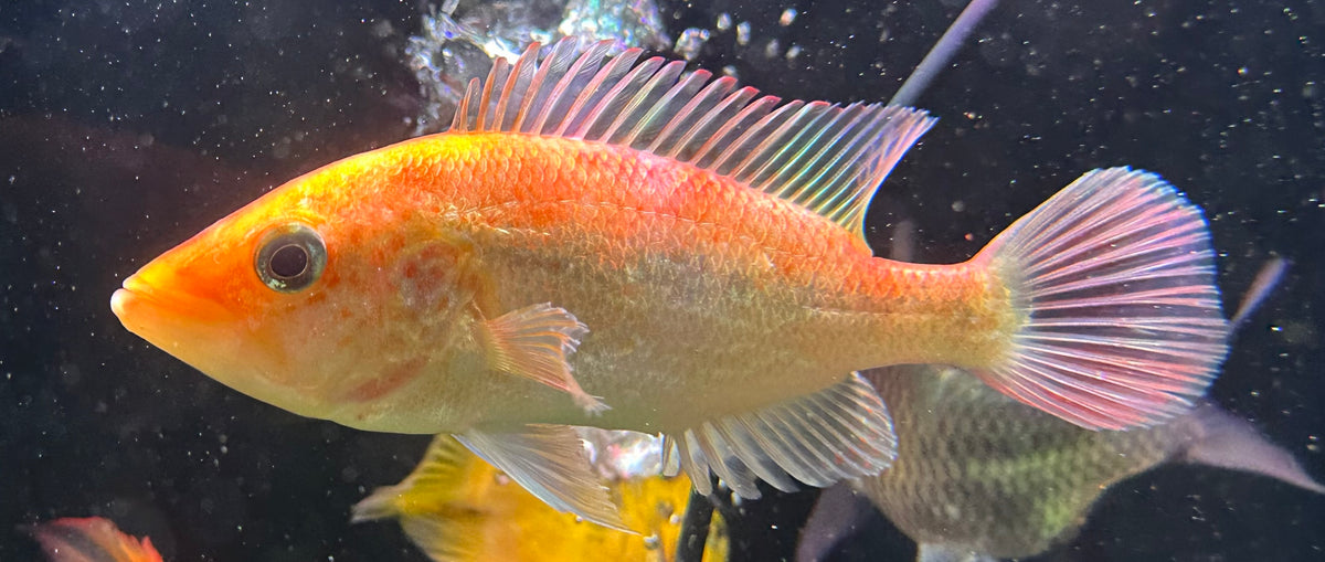 Large Red Bay Snook Cichlid (6”)