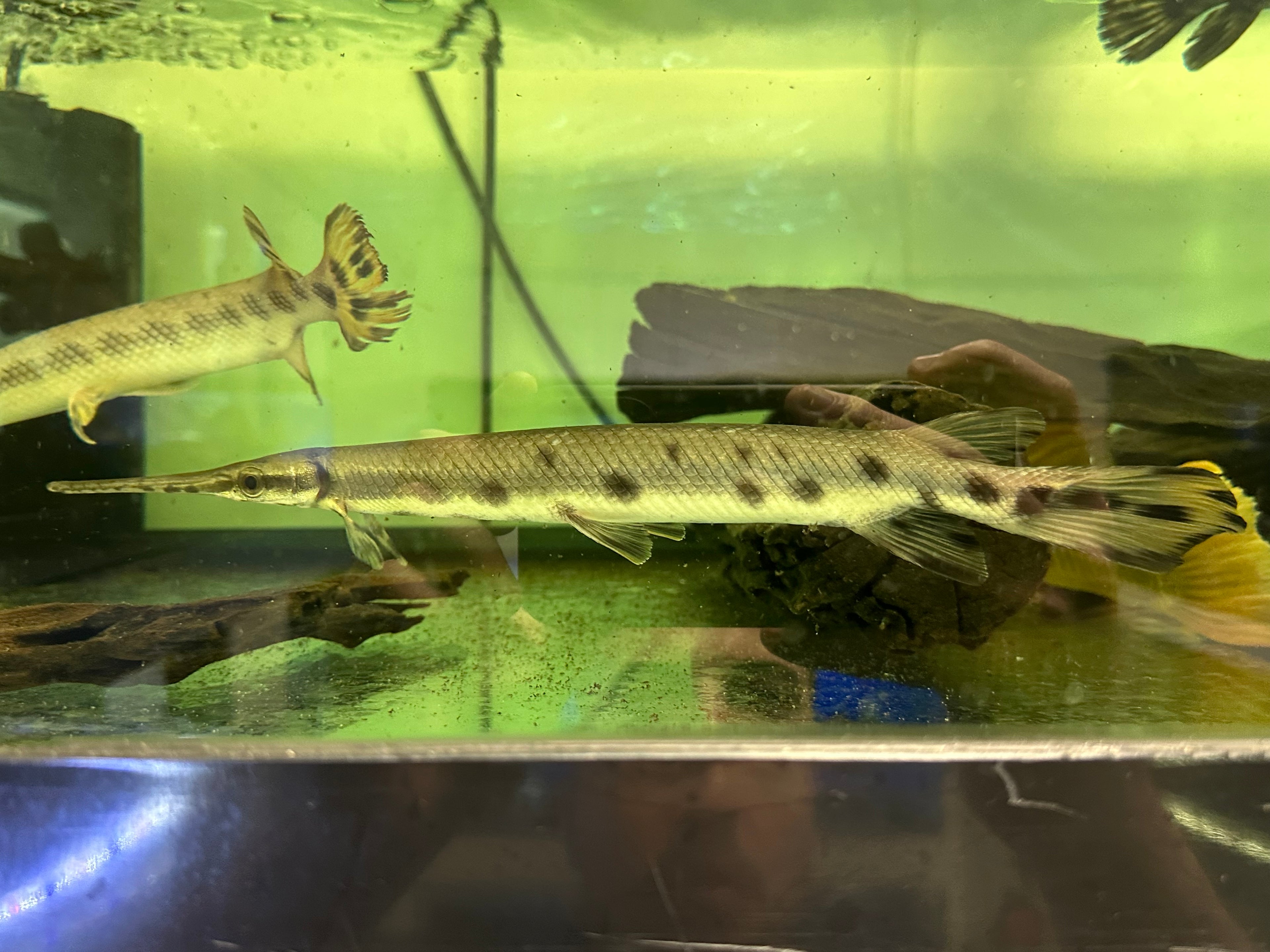 LARGE Longnose Gar (11-12”+)