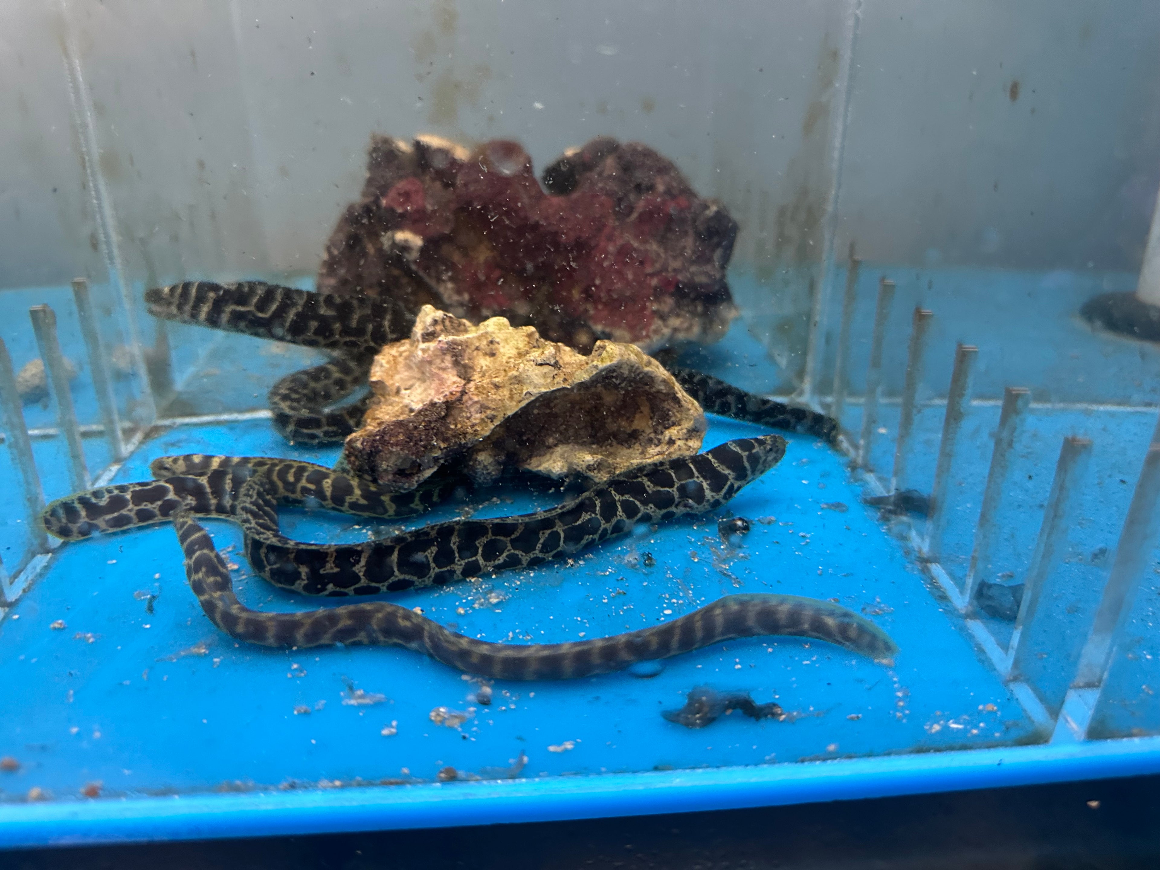 Chain Link Moray Eel (7-8”)