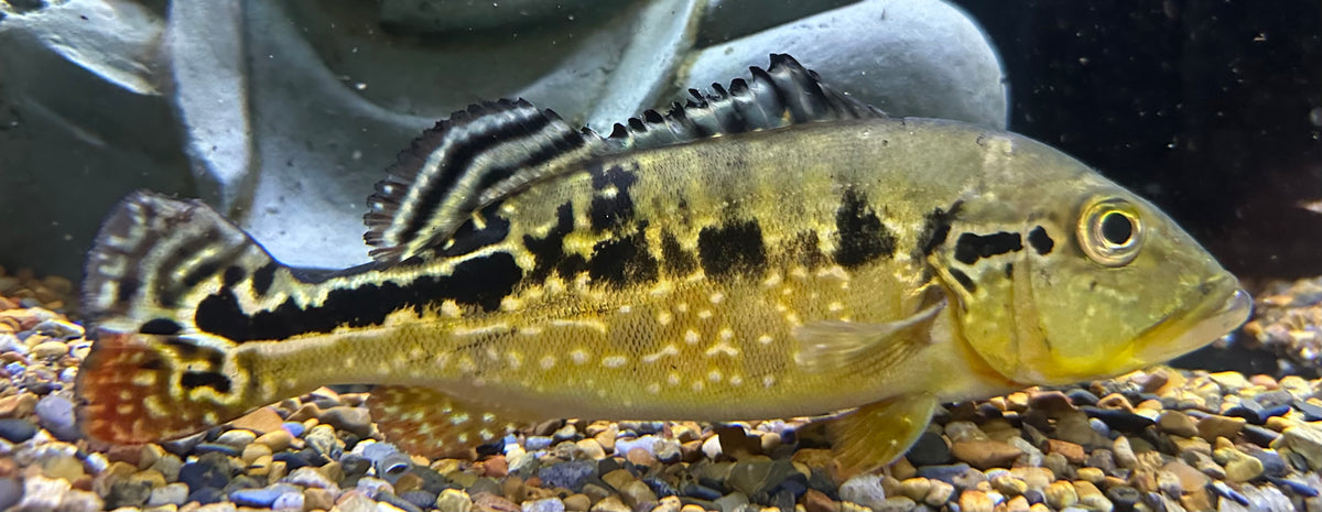 Cobra Snakeskin Peacock Bass (7-8”)