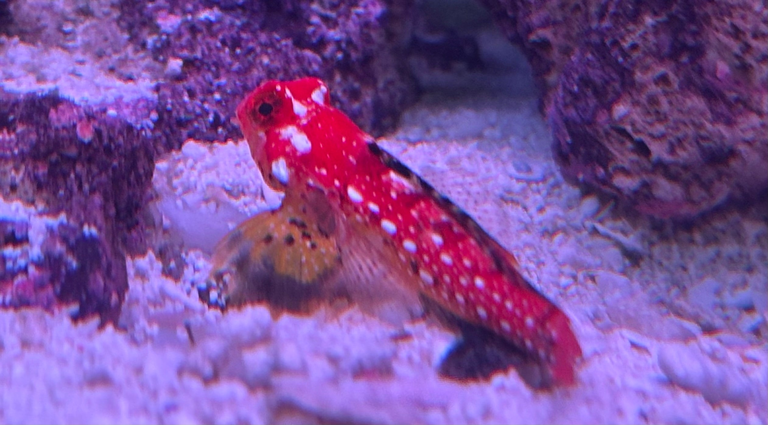 Red Scooter Dragonnet (1.75”)