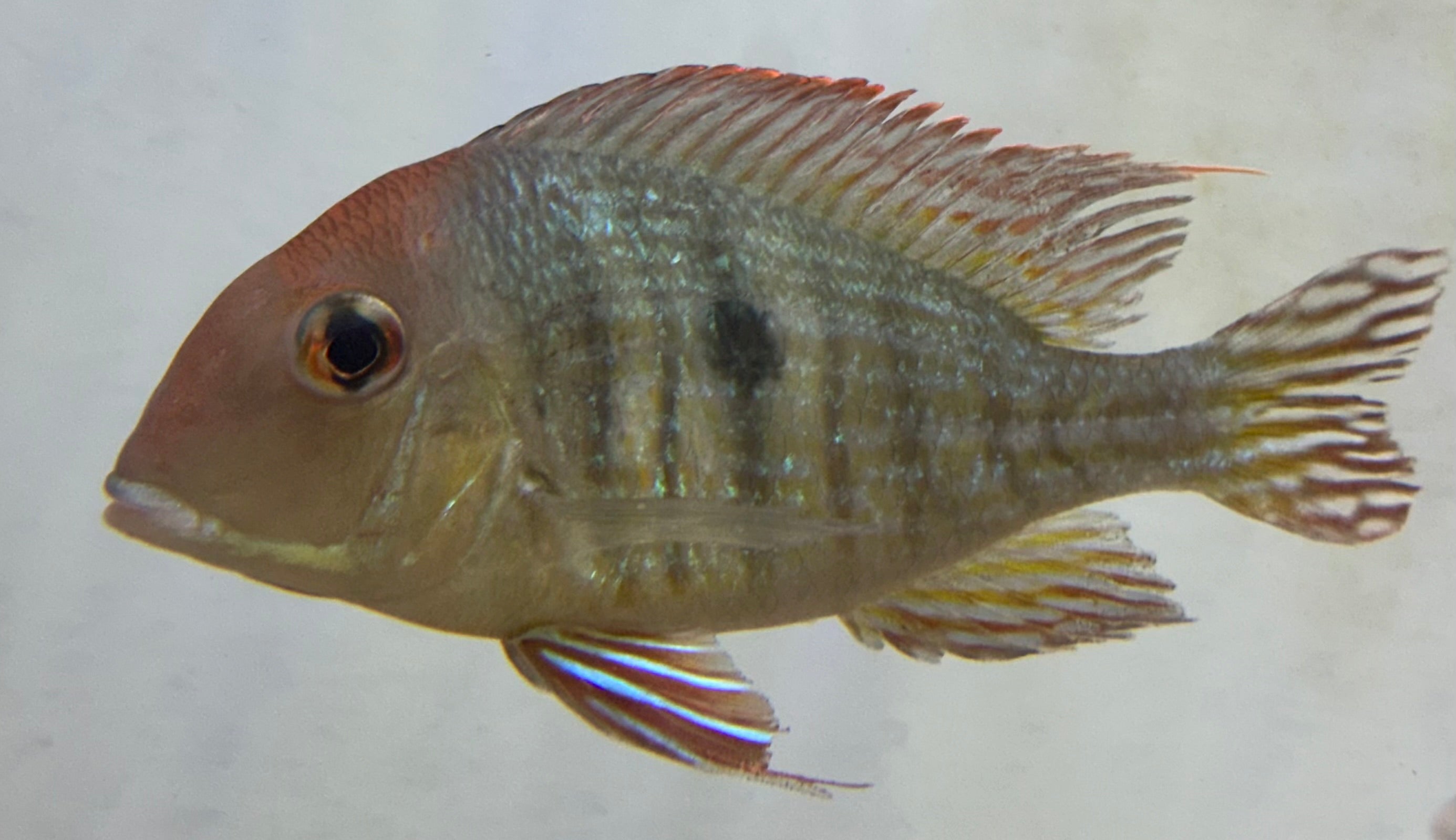 XL Red Head Tapajos (5”+)