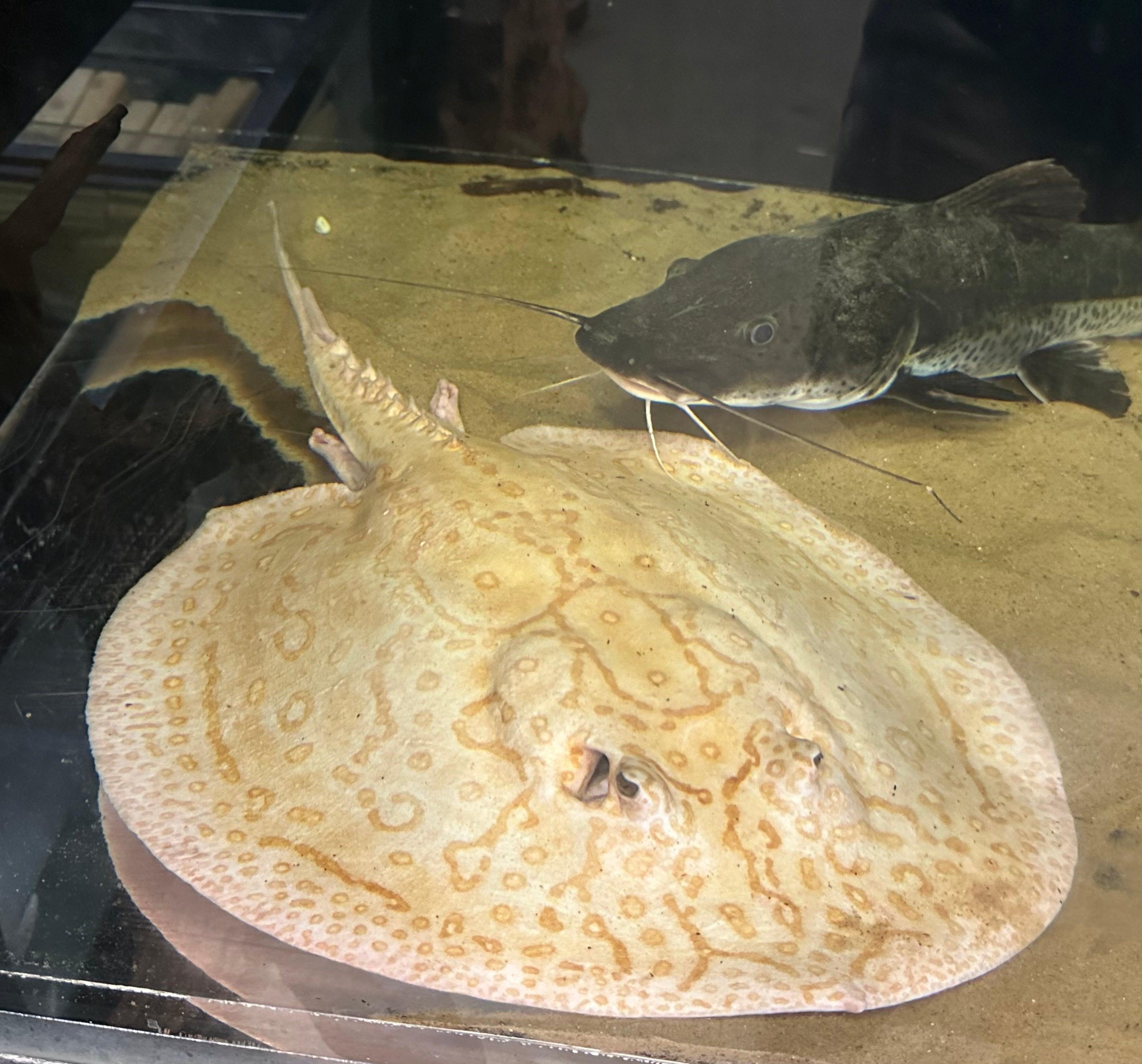 JUMBO Breeder Male Albino Pearl Stingray (20”+)