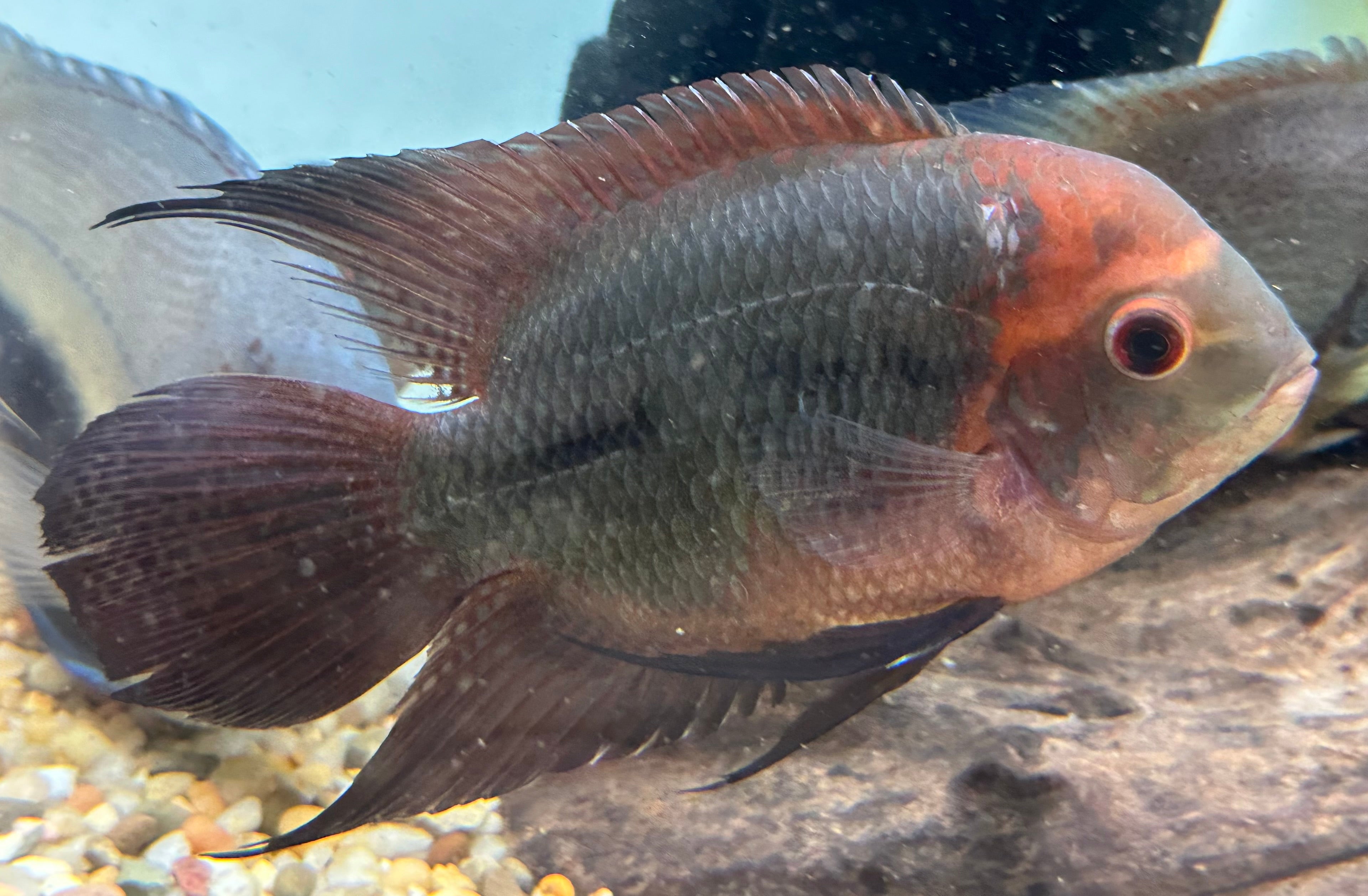 Chocolate Cichlid (3”+)