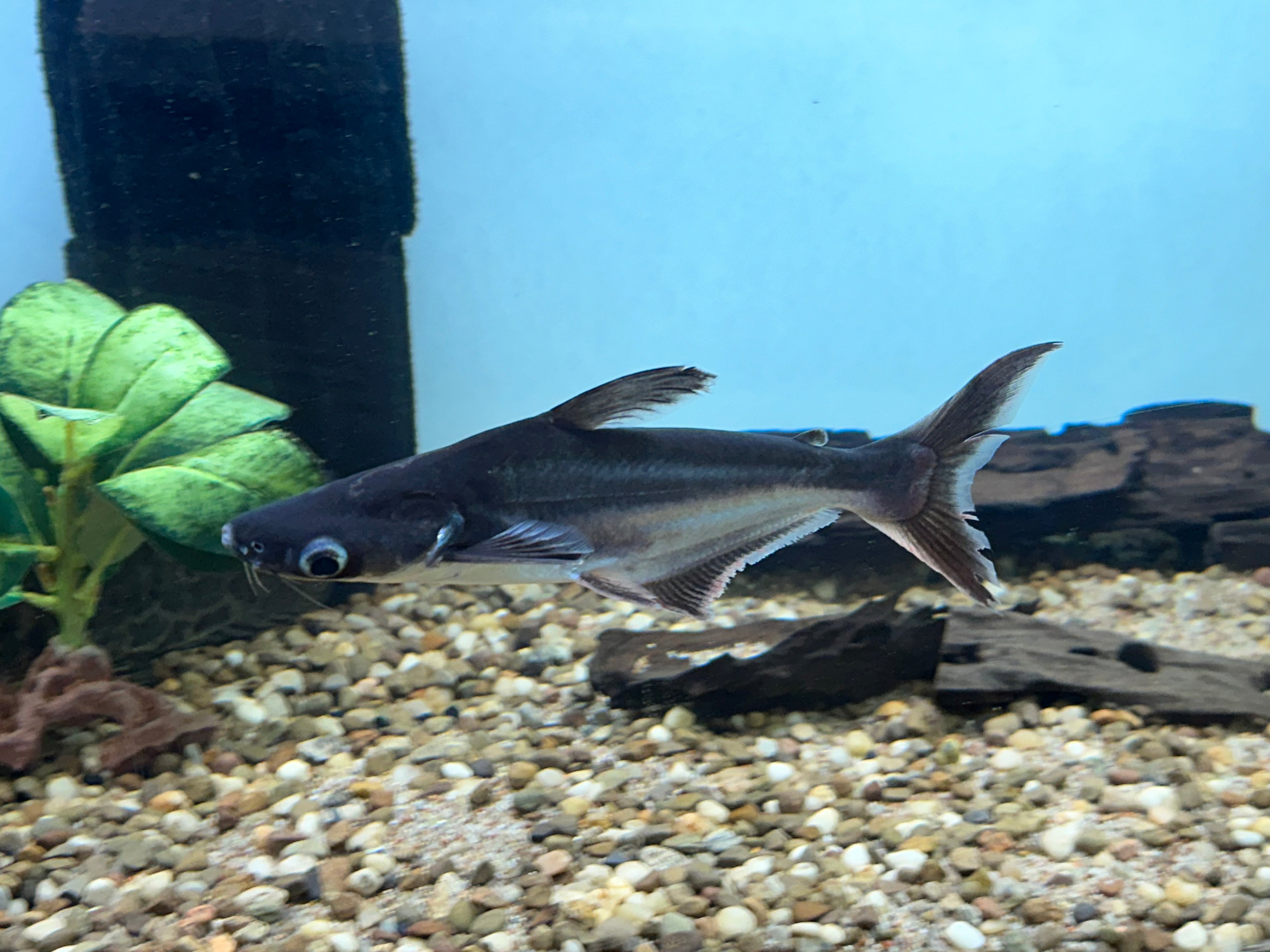 Iridescent Shark (6”)