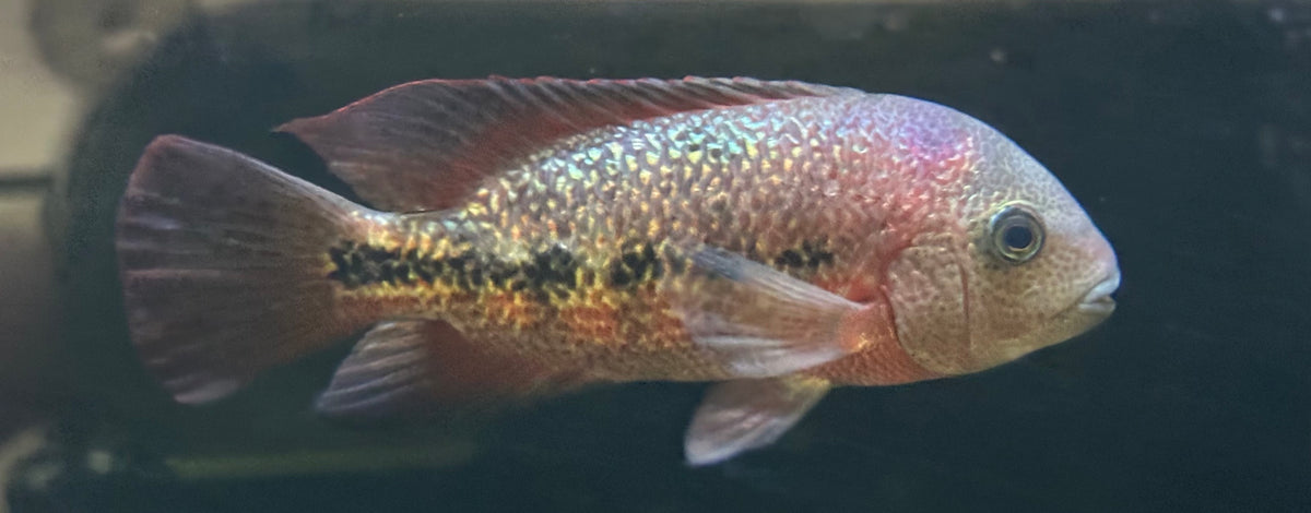 Large Breidhori Vieja Cichlid (6-7”)