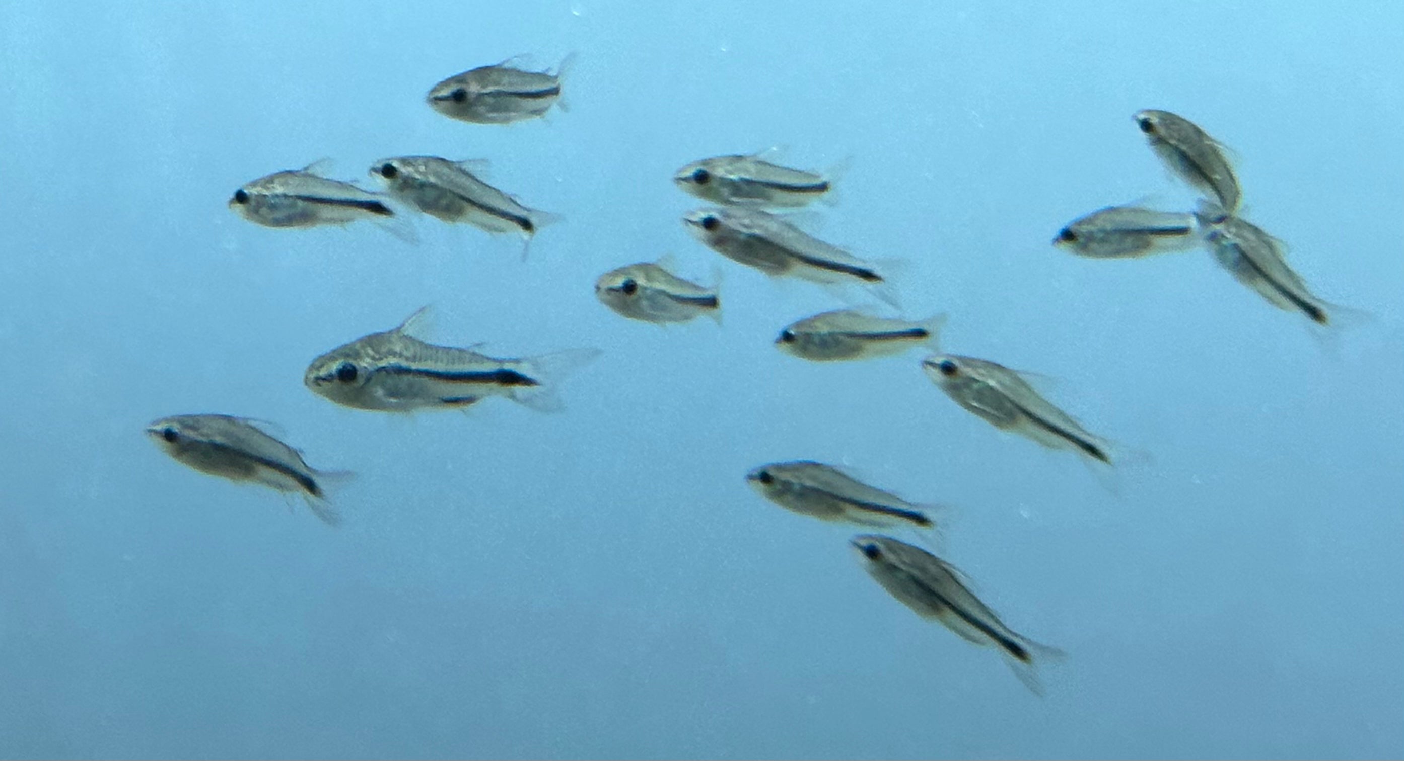 Pygmy Corydoras (.75-1”)