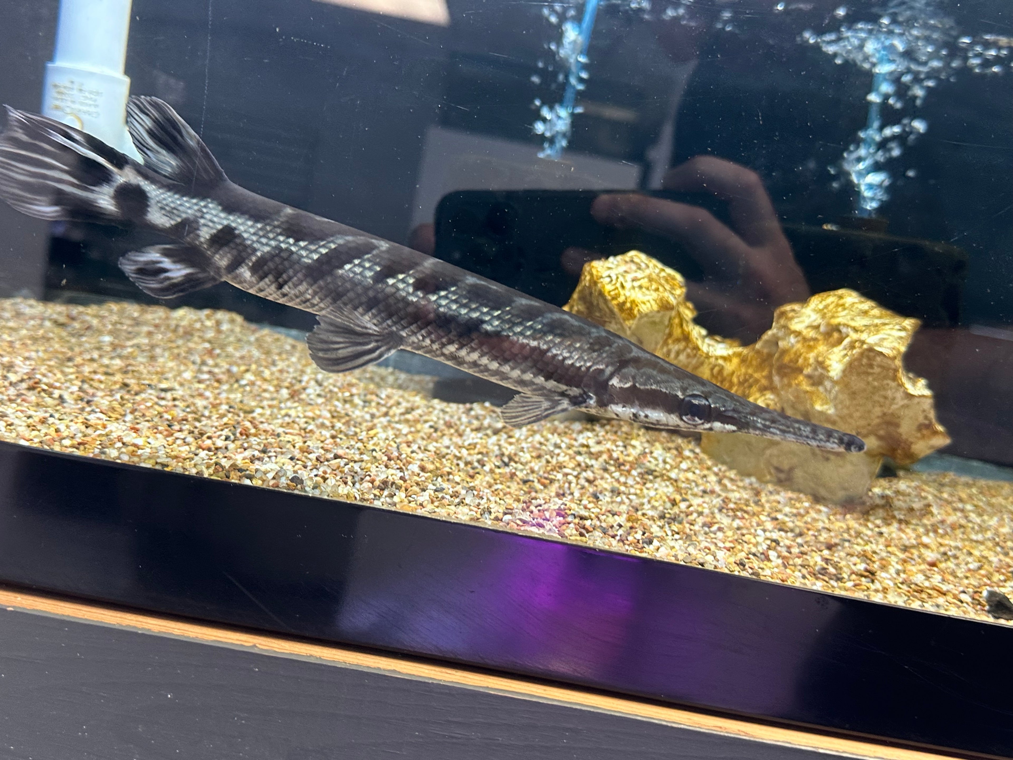 Tropical Gar (10-11”)