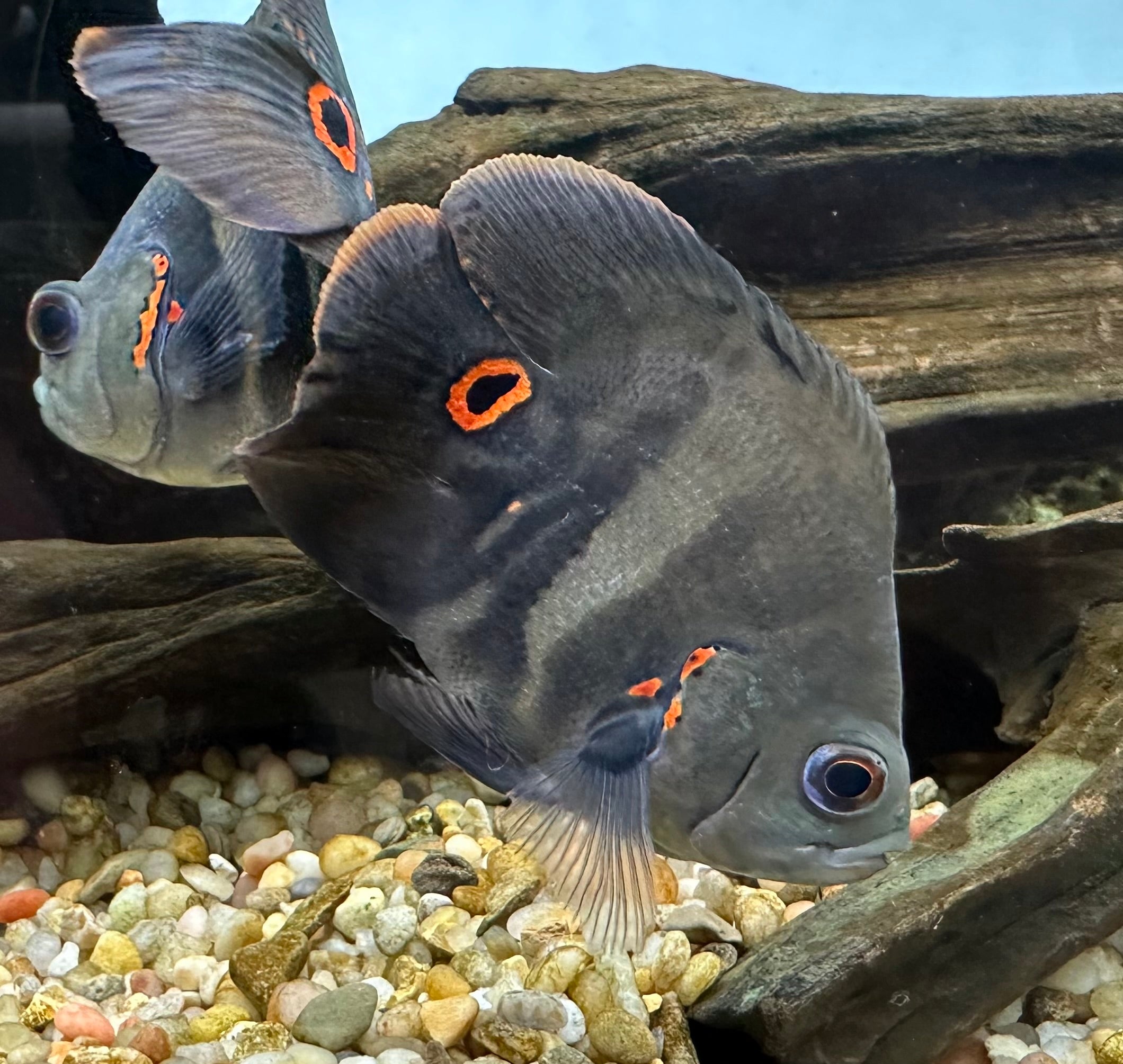 Shortbody Tiger Oscar (3”)