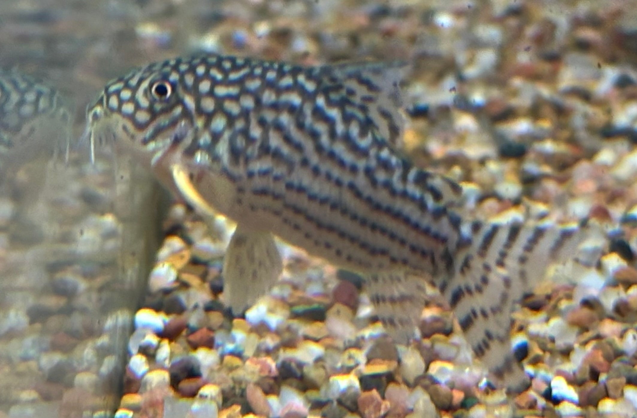 Jumbo Sterbai Cory (1.75-2”)