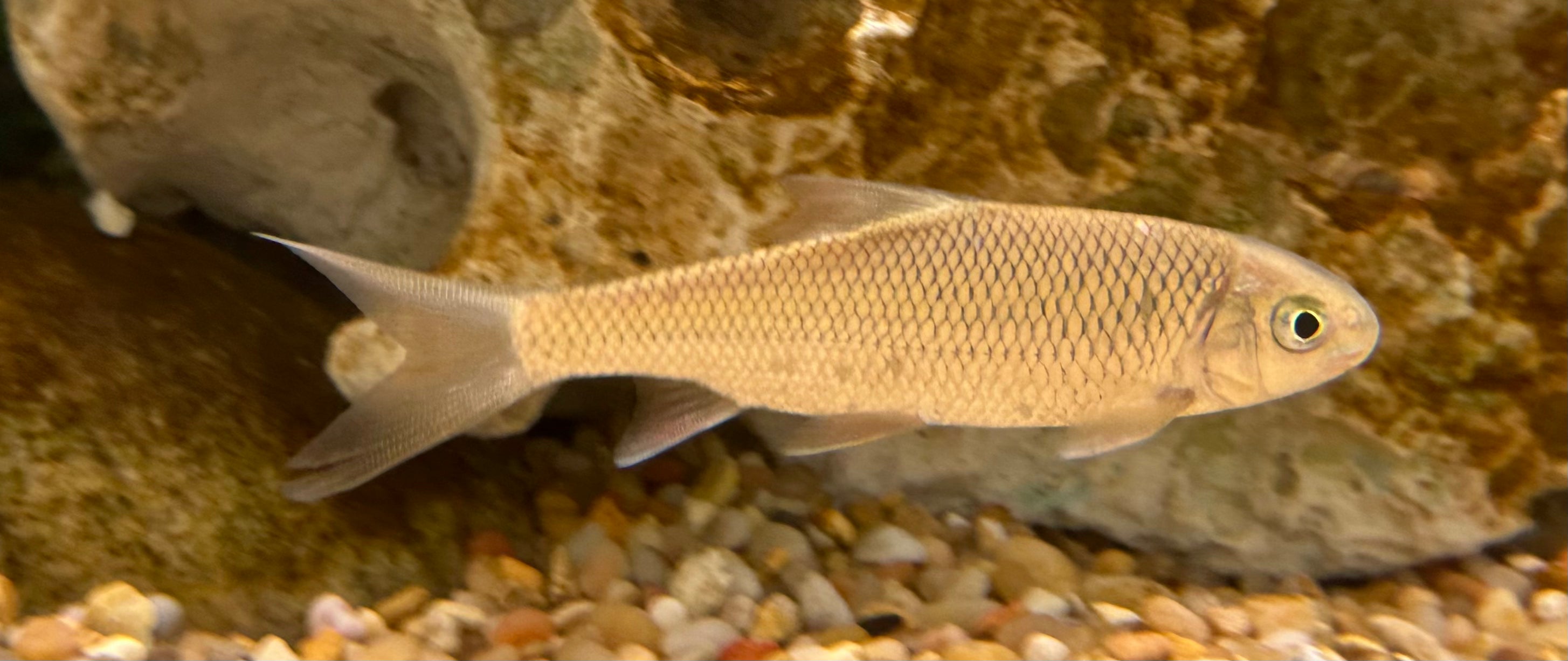 Taiwan Ku Kingfish (2.5-3”)