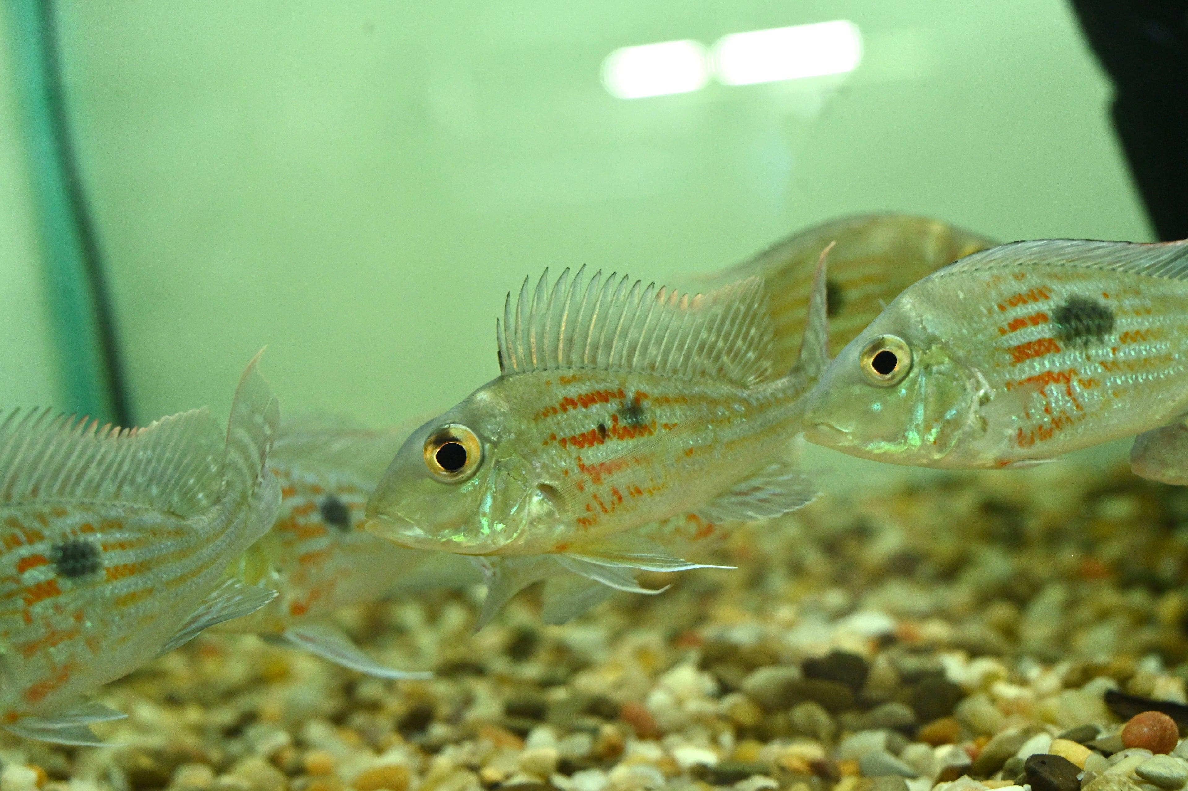 Sveni Geophagus (2.5”+)