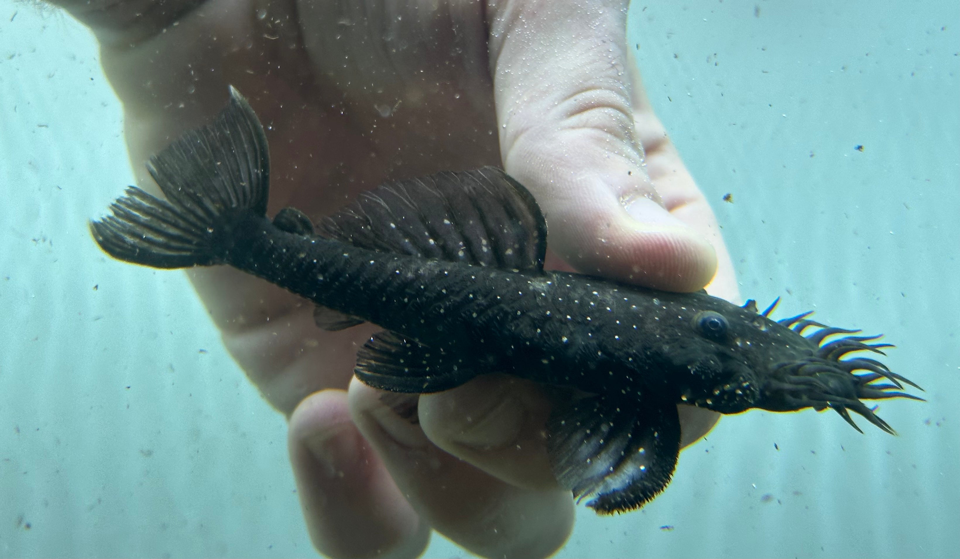 L255 Spotted Medusa Pleco (4”)
