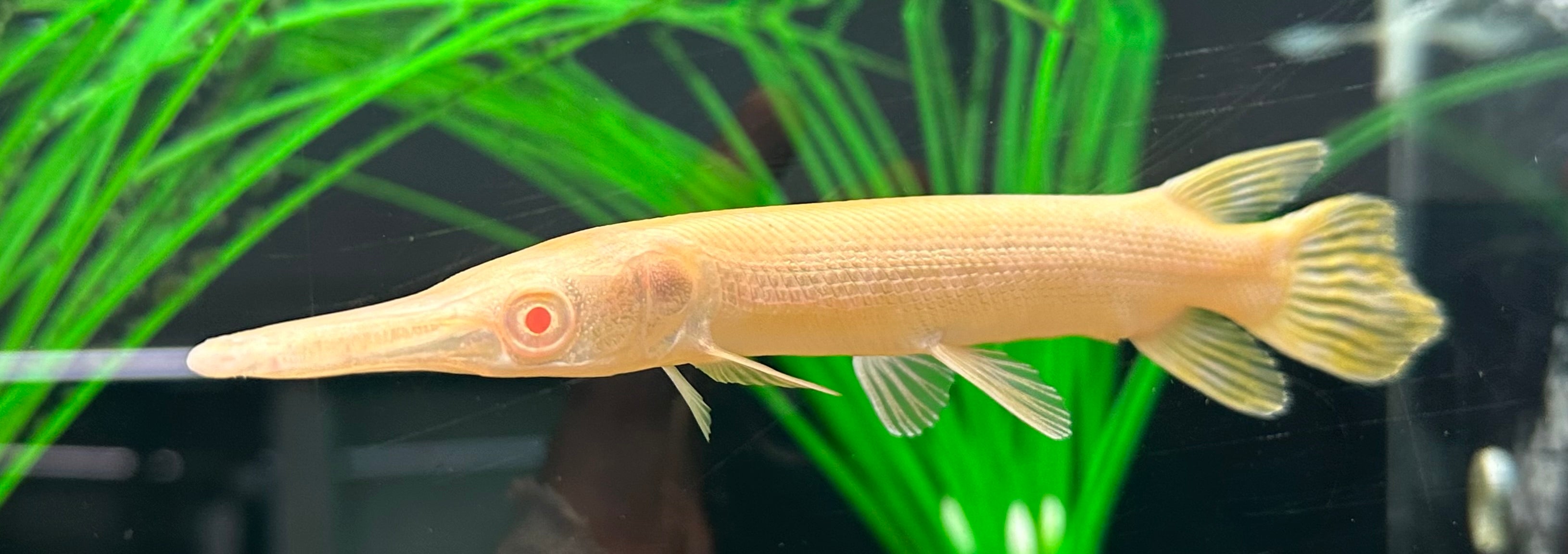Albino Alligator Gar (6-7”)