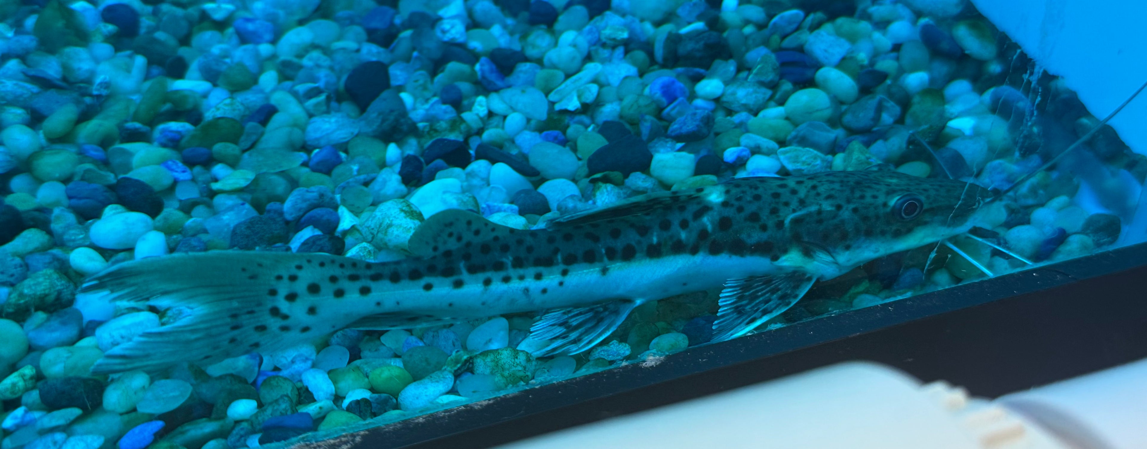 Hybrid Tiger Shovelnose Catfish (5”)