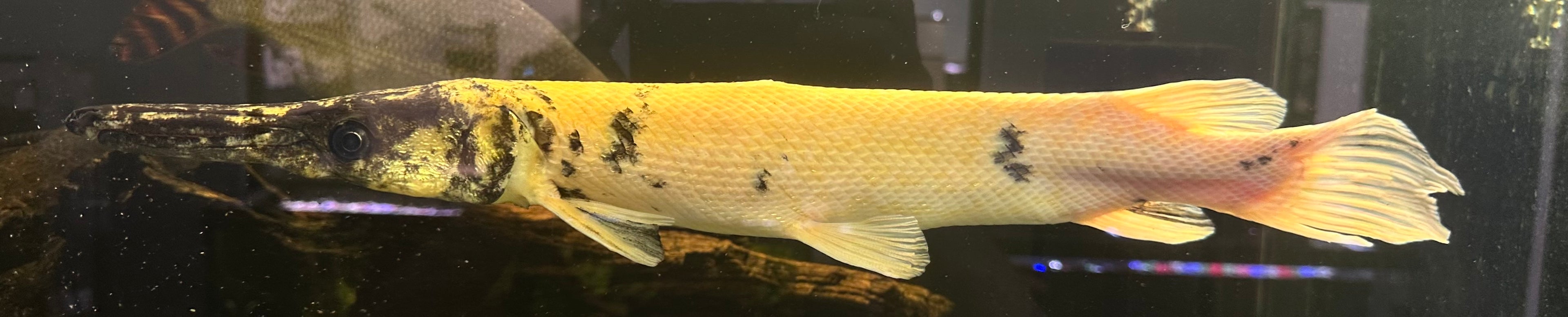 Gold Marble Alligator Gar (20”+)