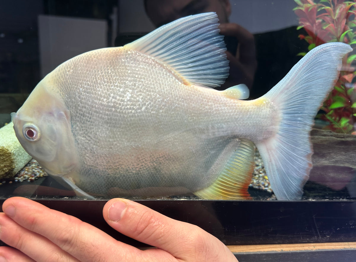 LARGE Shortbody Albino Pacu (9-10”)