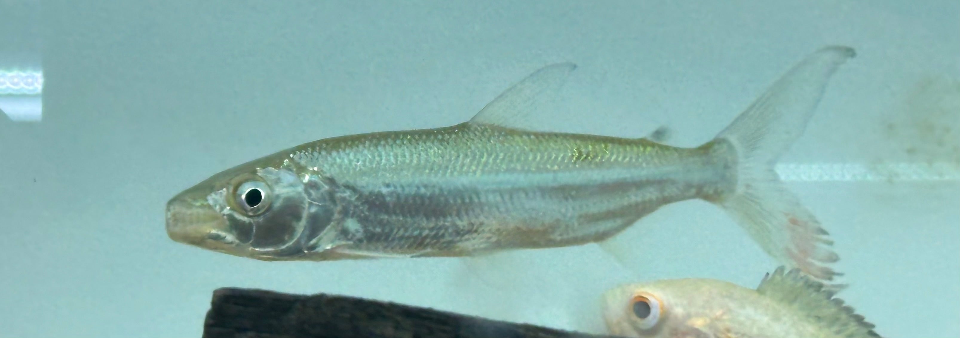 Goliath Tiger Fish (5”)