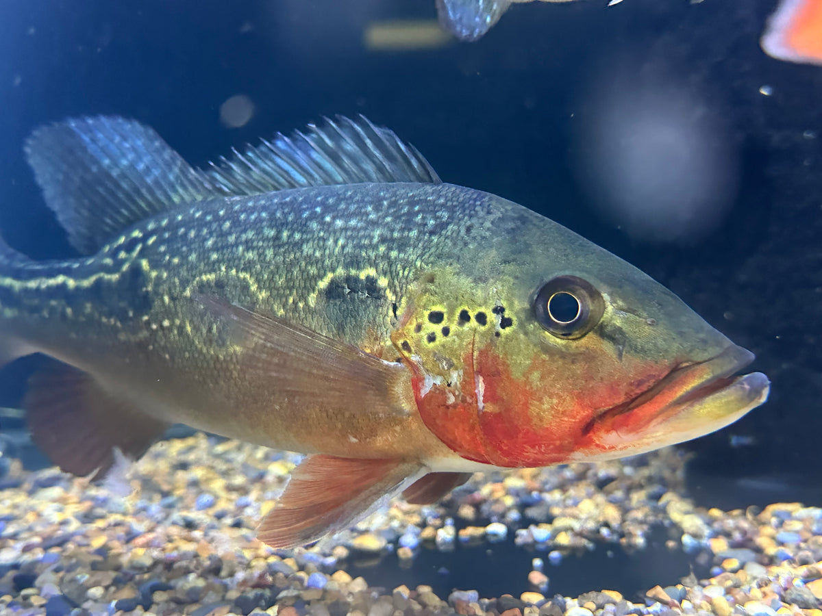 LARGE Fogo Peacock Bass (10”)