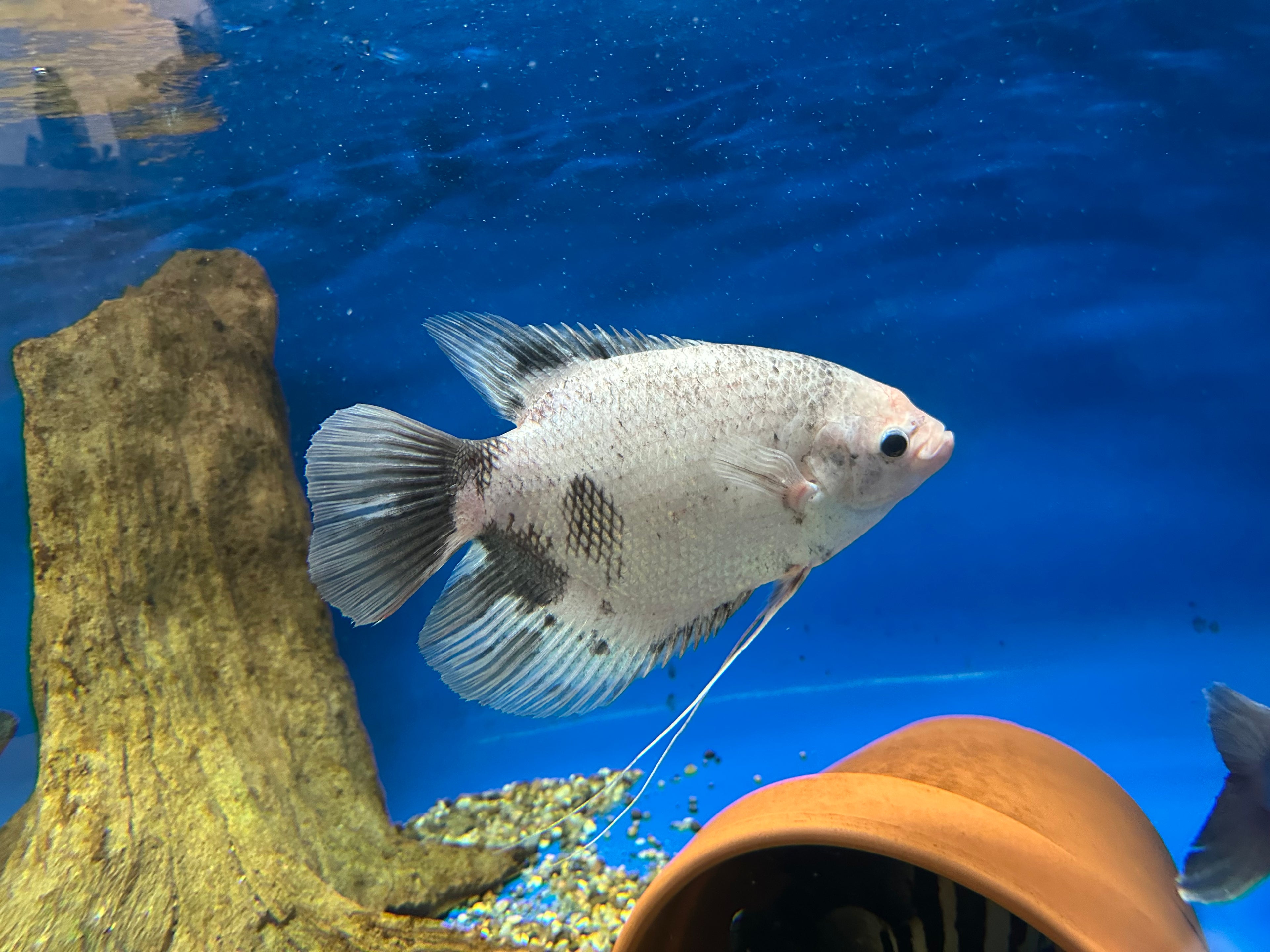 XL Panda Giant Gourami (9-10”)