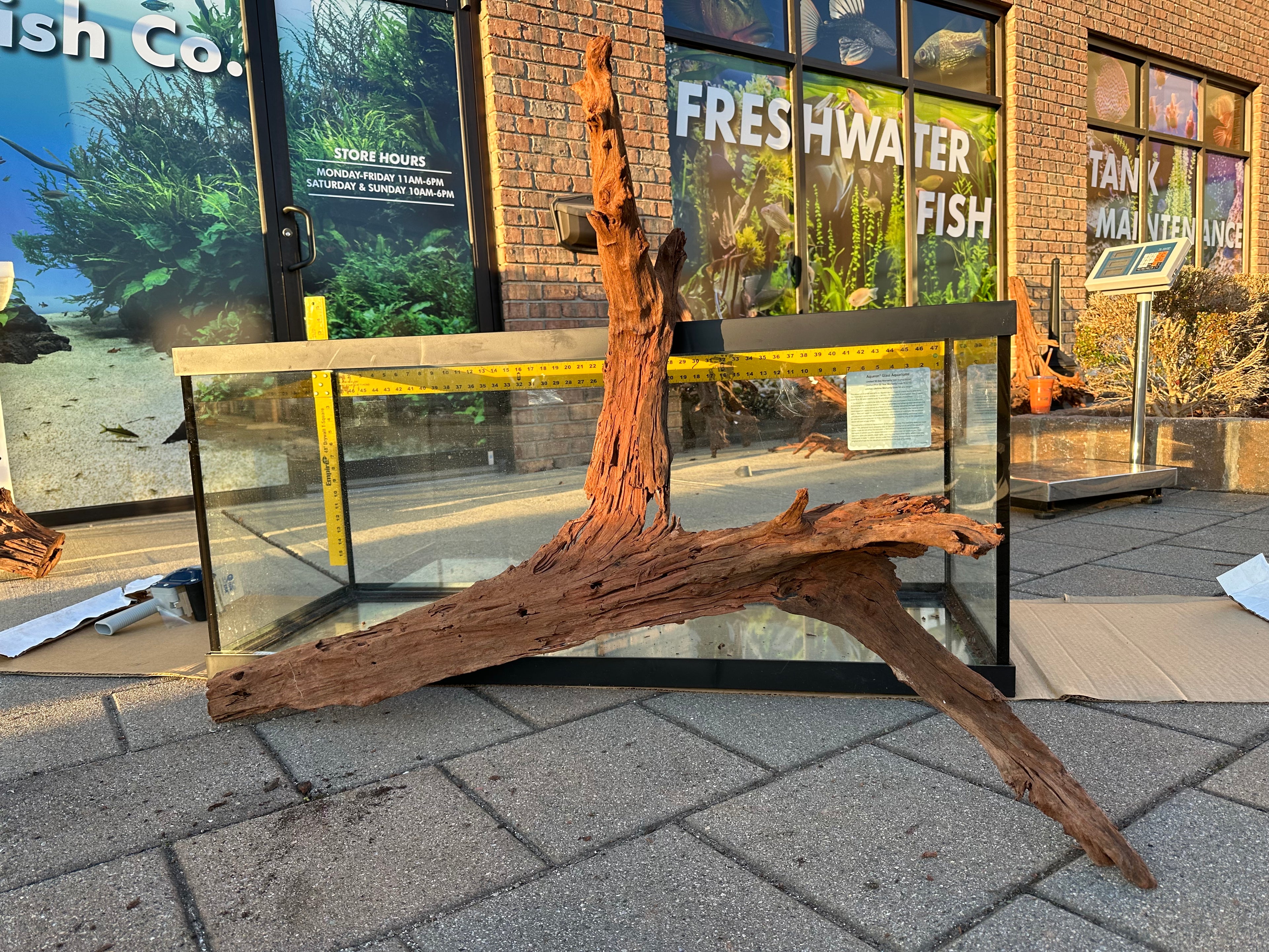 XL Malaysian Driftwood