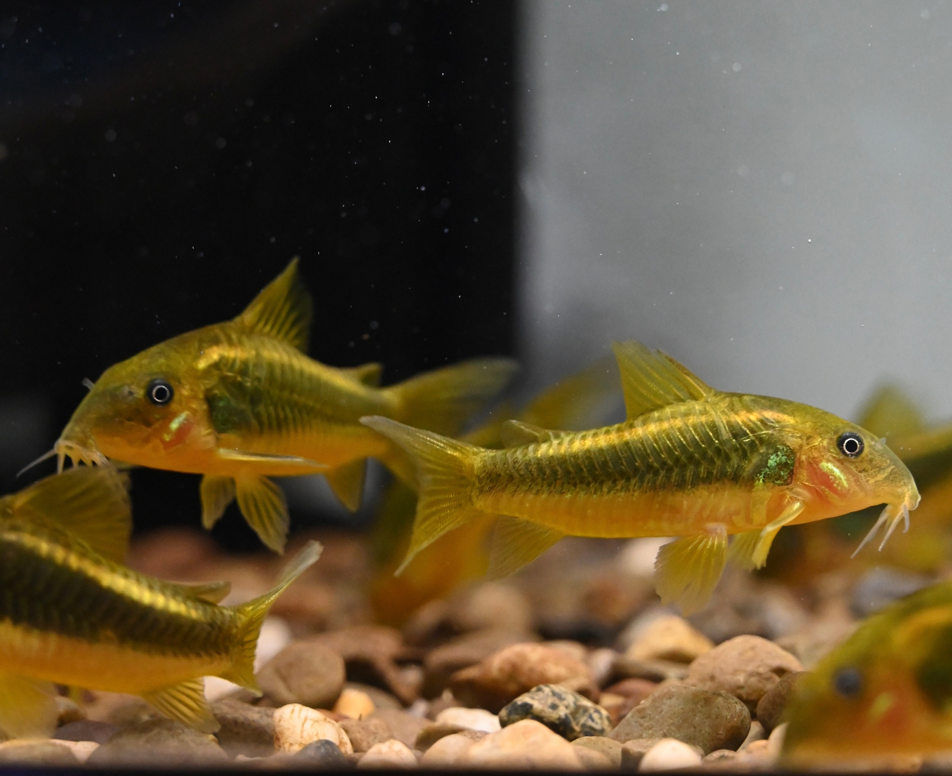 CW010 Orange Laser Cory (1.5”)