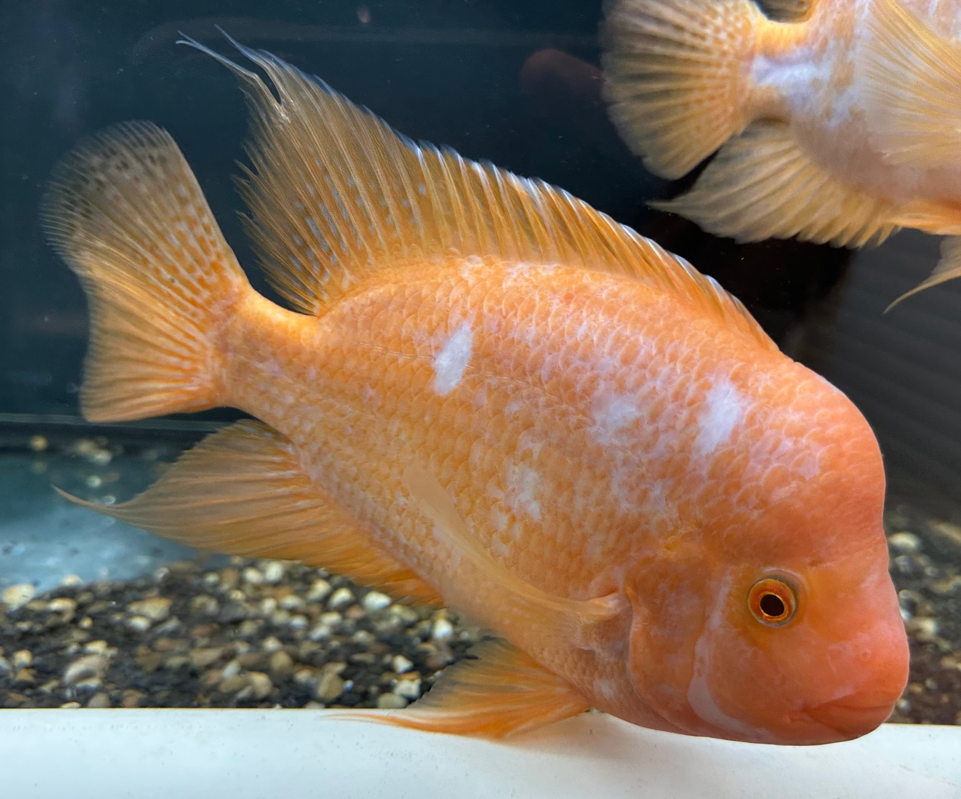 Creamsicle Midas Cichlid (6-8”)