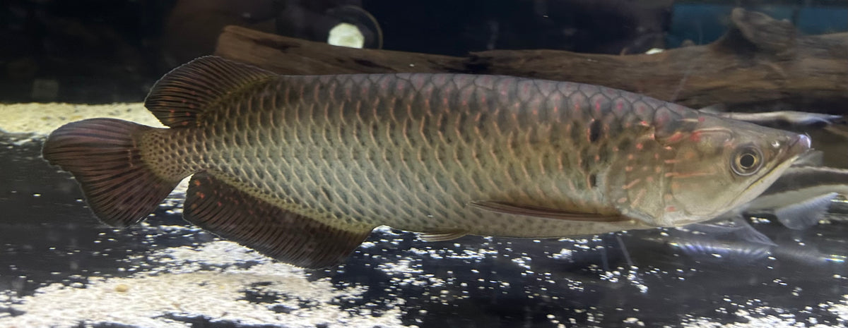 LARGE Jardini Arowana (13-14”)