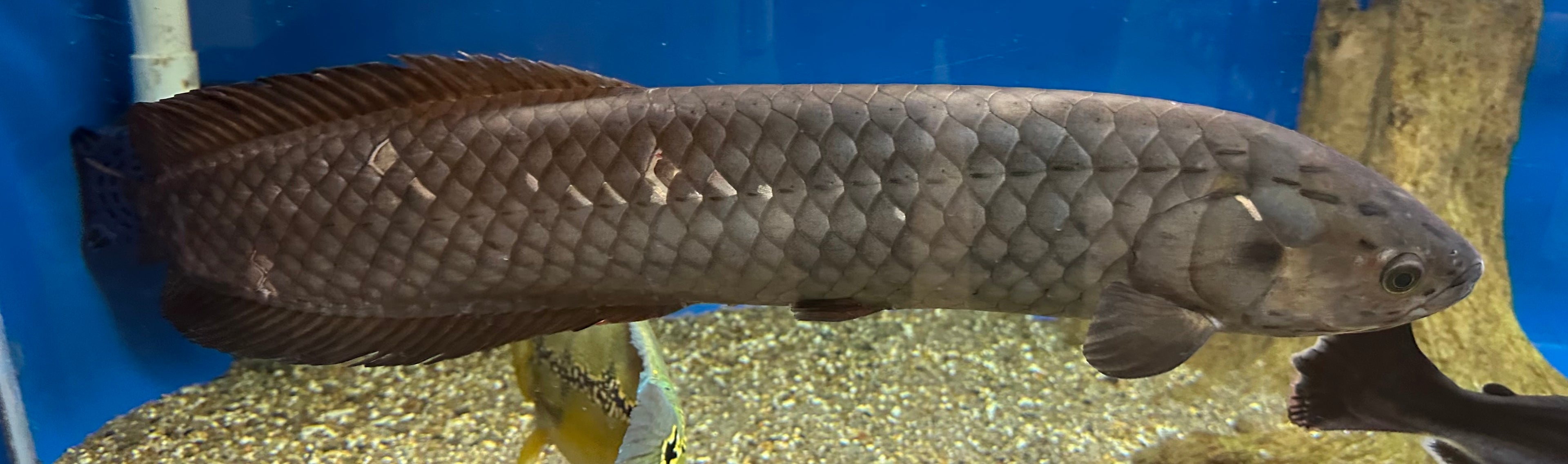 Jumbo African Arowana (30”+)