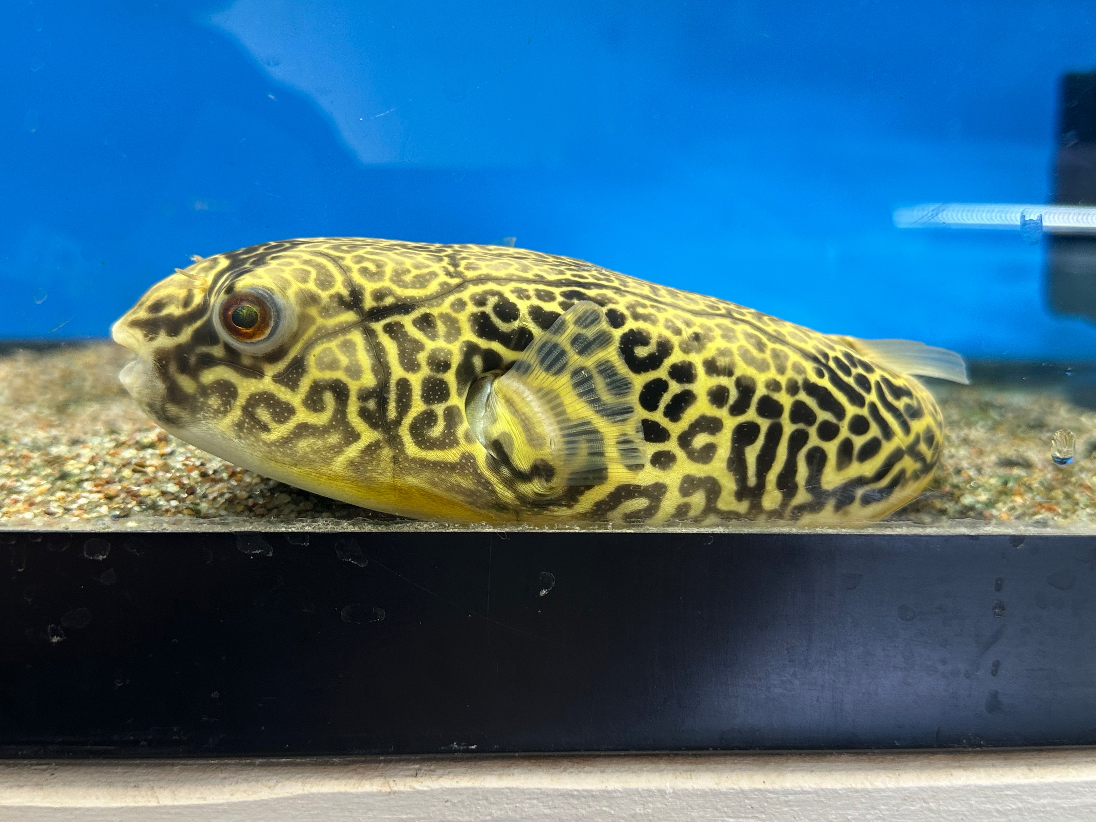 LARGE MBU Puffer (8-9”)
