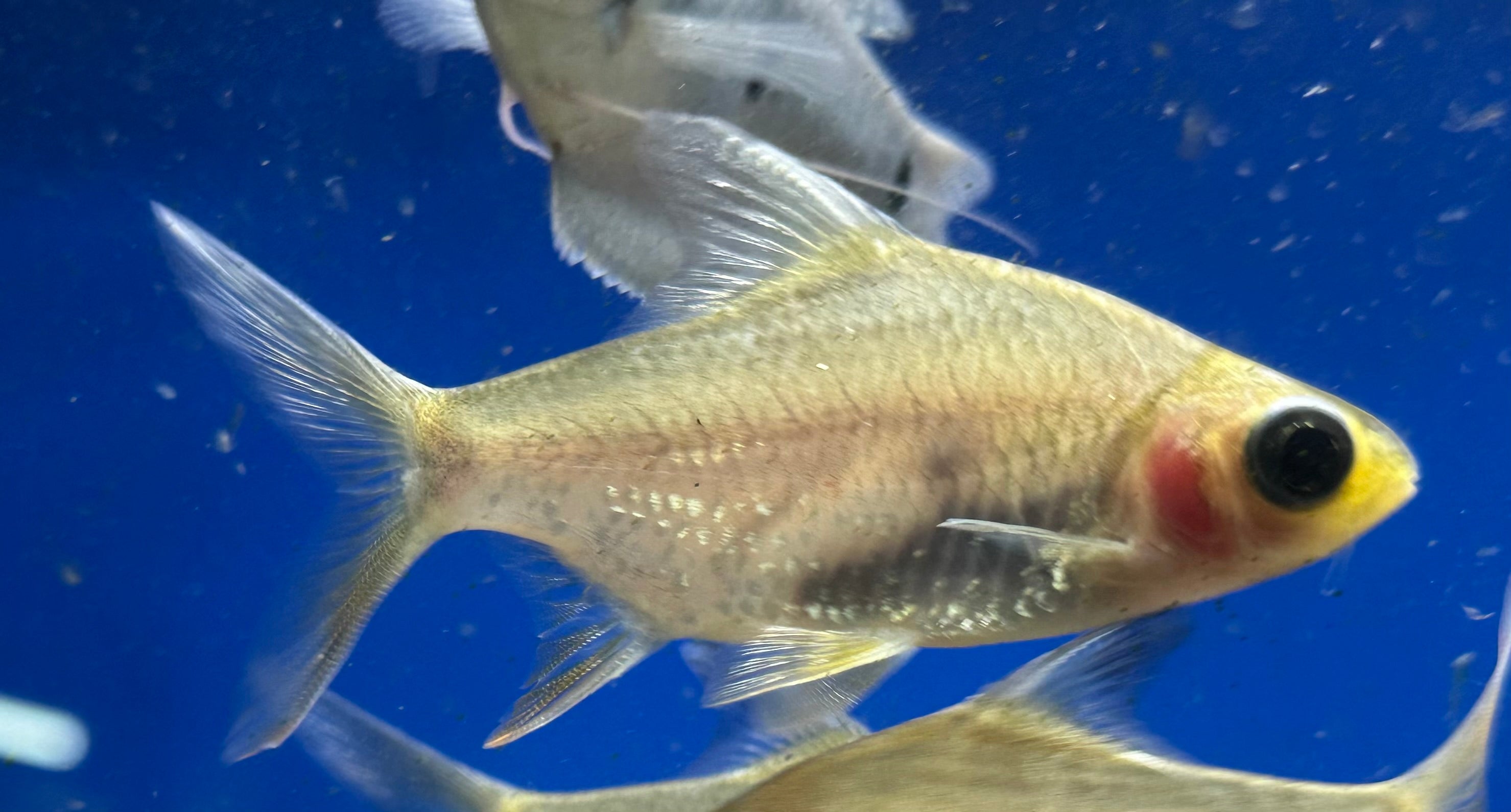 Panda Tinfoil Barb (2.5-3”)