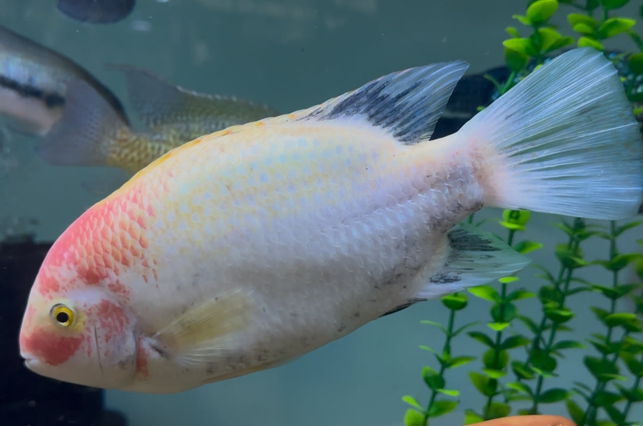 Fenestratus Vieja Cichlid (7.5-8”)